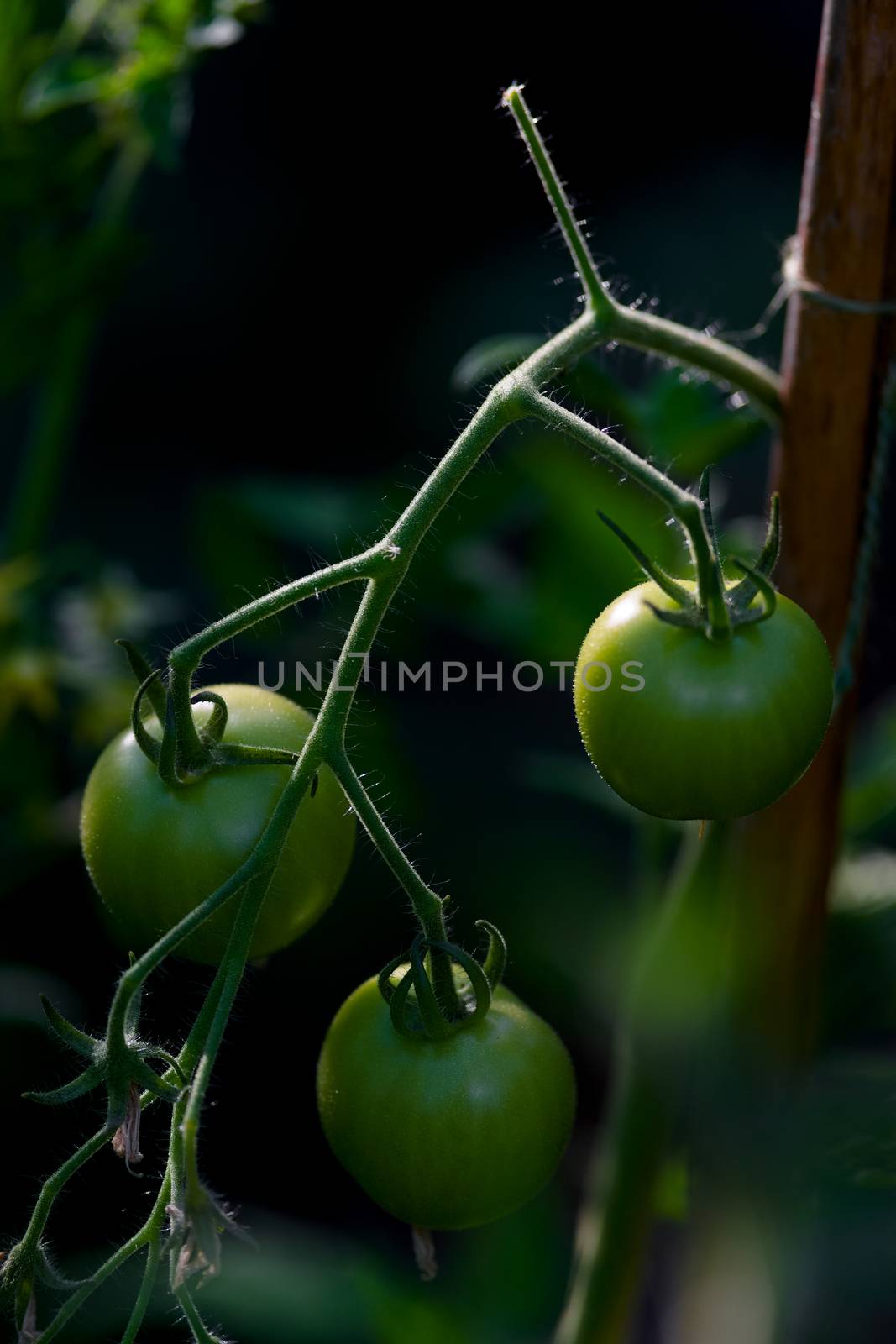 3 green cherry tomatoes growing against a cane in a greenhouse. Unripe but back and side lit by the sun coming in through the glass at golden hour.