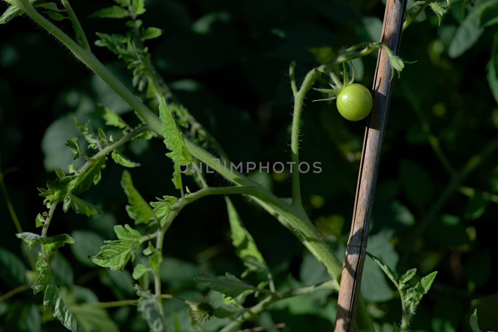 On right of frame, a small single green unripe cherry tomatoes shines bright in evening sunlight. Vivid green colors with left side copy space