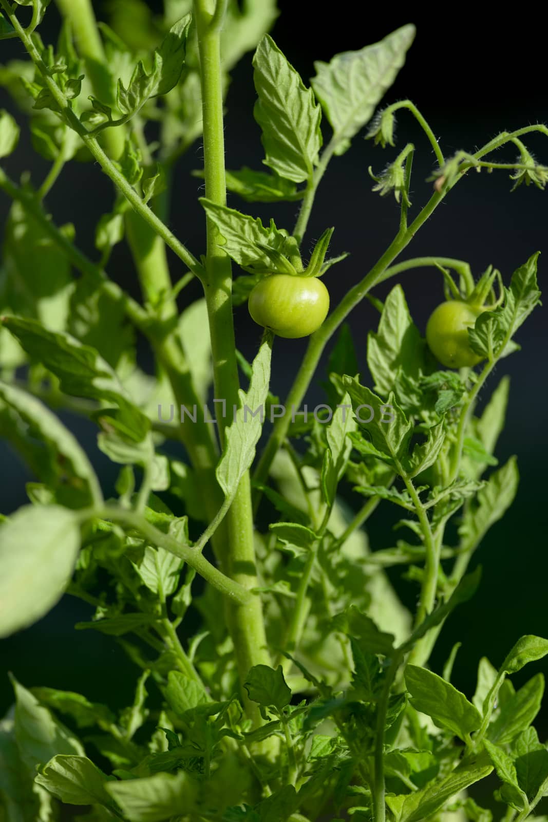 Bright evening sunlight gives very vivid greens in this vertical close up image of a tomato plant. One tiny small cherry tomato is the focus.
