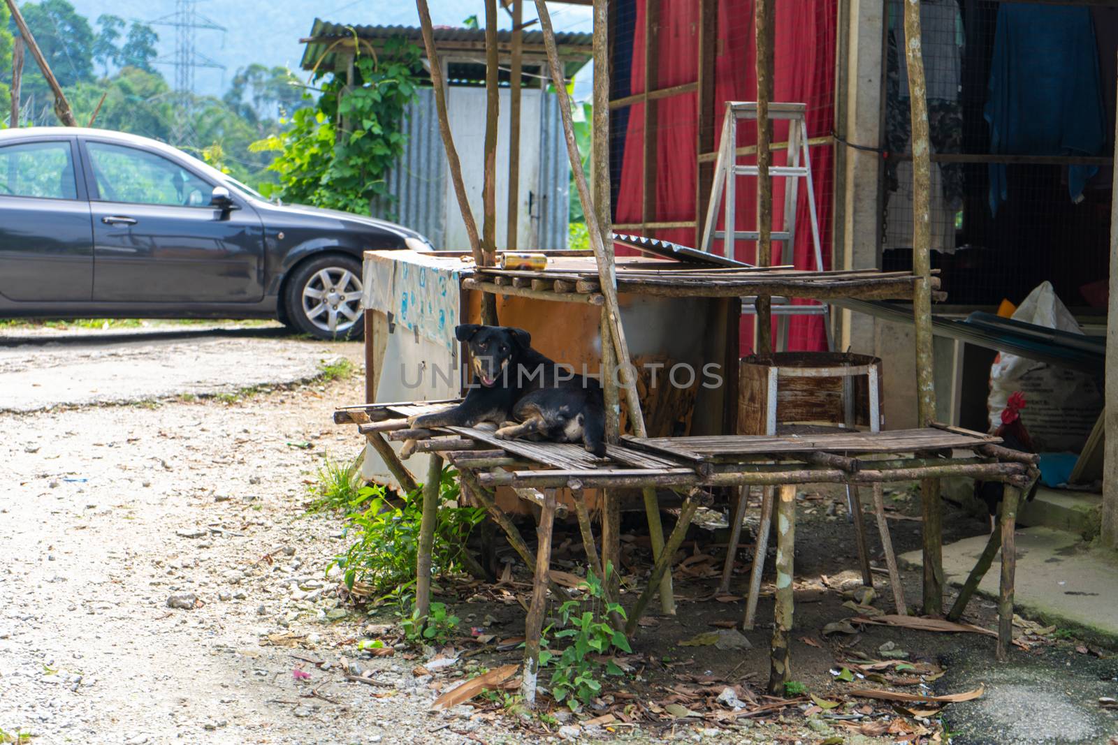 A house on the road in Asia, near the house there are empty display shelves on which pets sit
