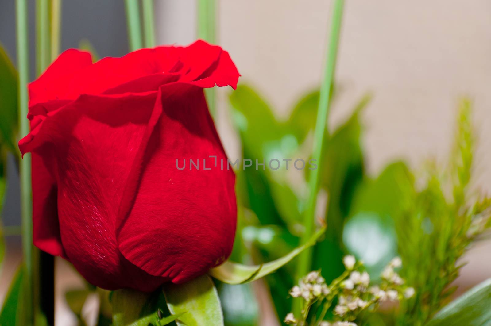 Bud of red roses on soft focus background