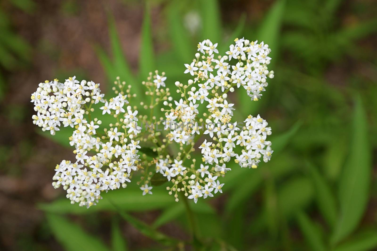 Flowers from the plant "Anthriscus silvestris" growing in the Asian part of the Eurasian continent
