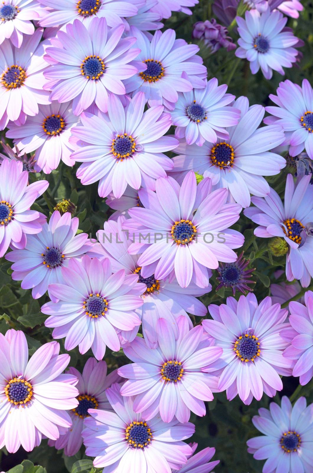 Daisy flowers.Chamomile flowers by moviephoto