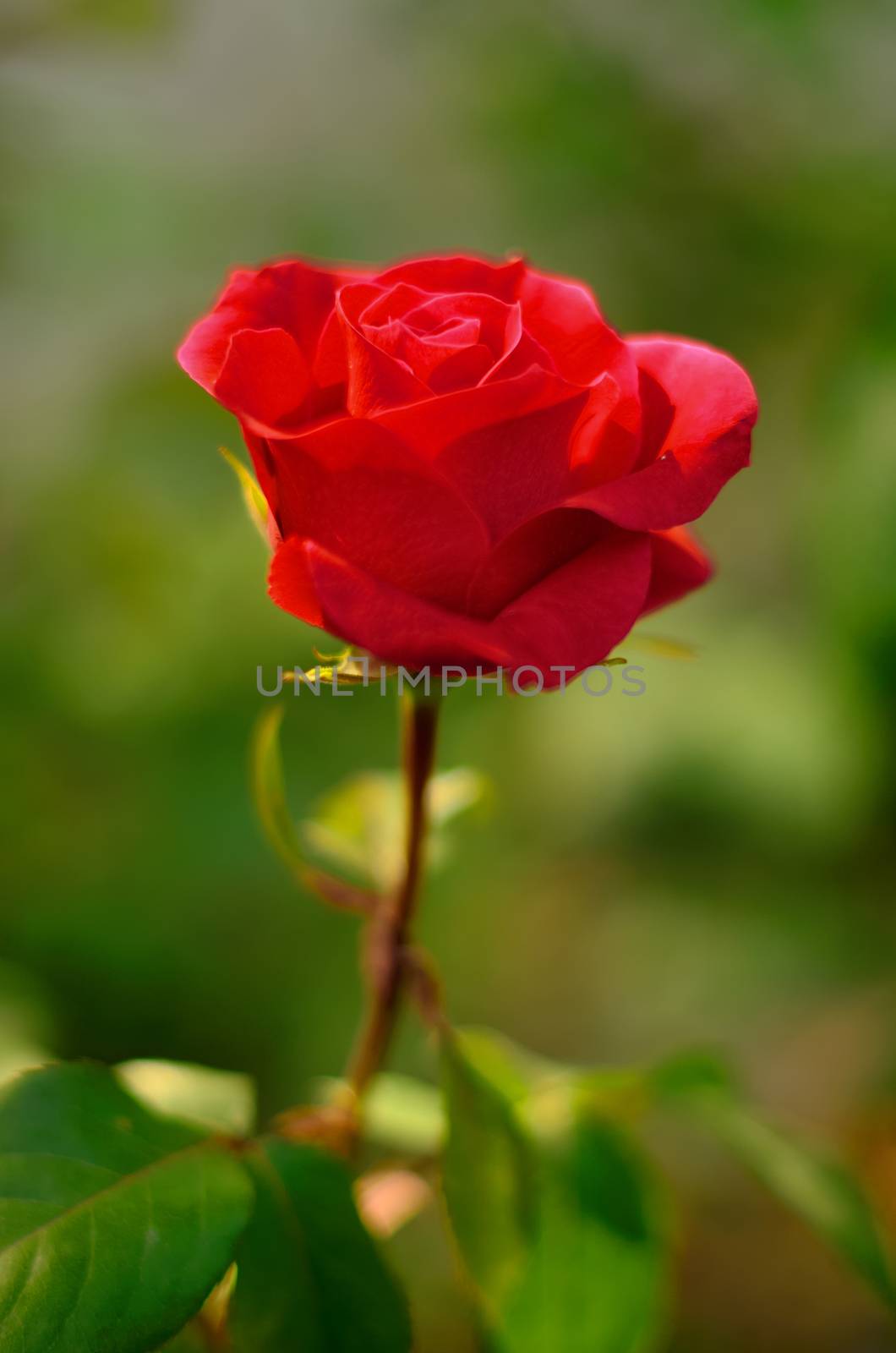 Red rose for postcard by moviephoto