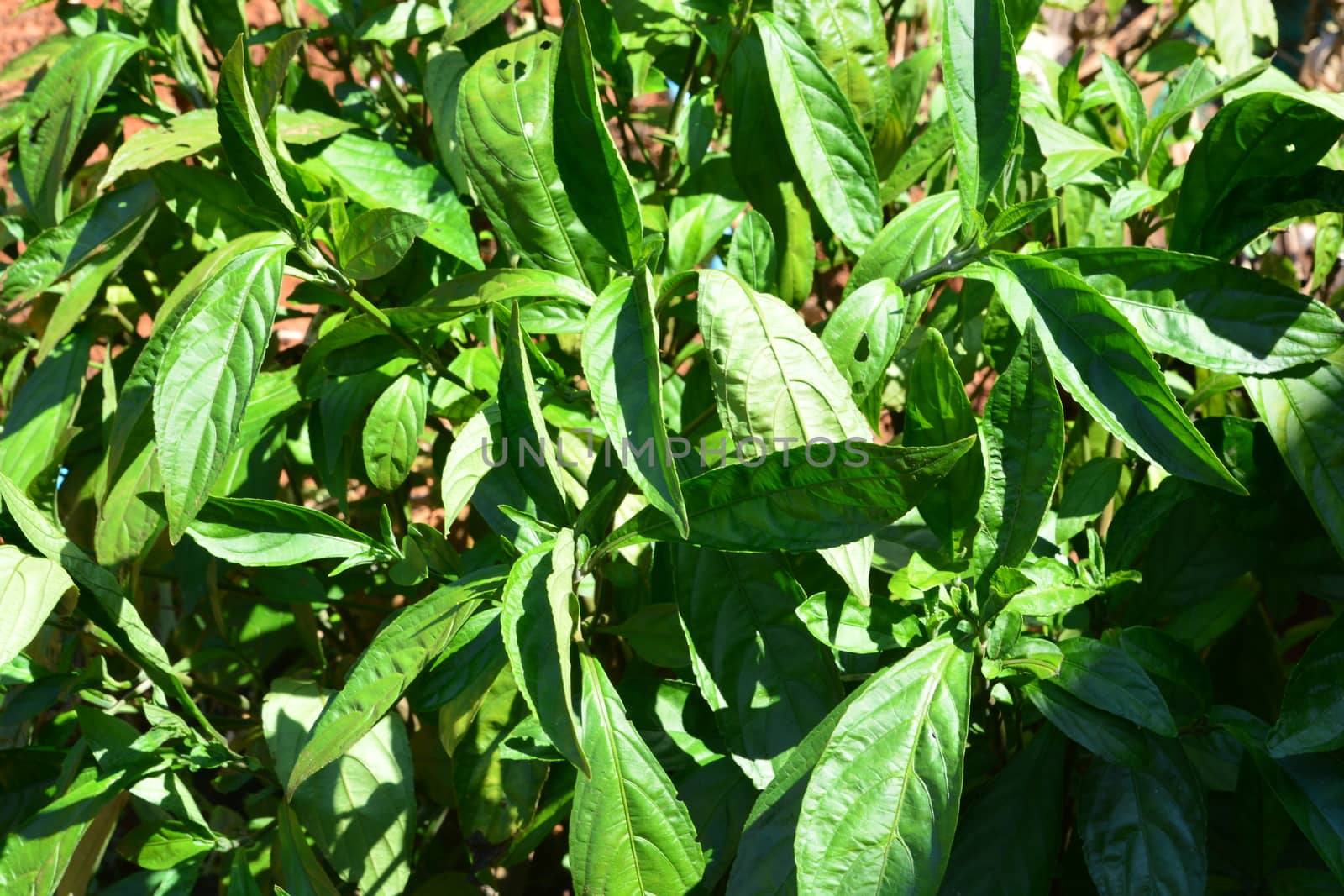 Indigo leafs on tree (Indigofera tinctoria L)