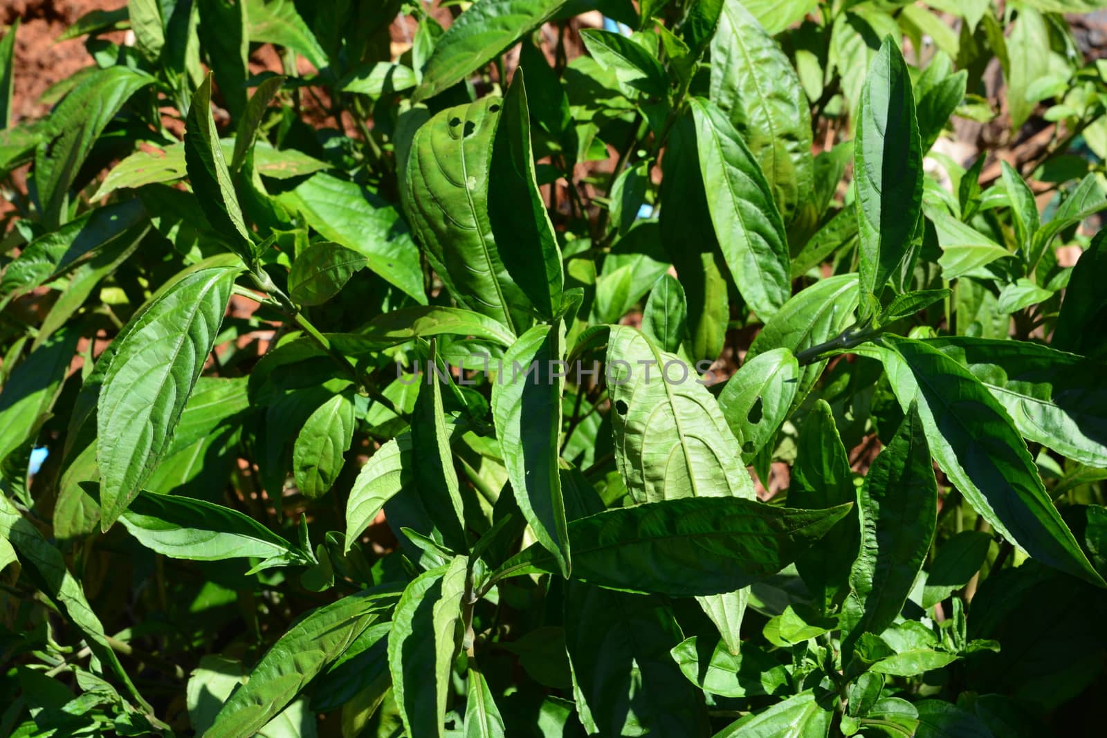 Indigo leafs on tree (Indigofera tinctoria L)