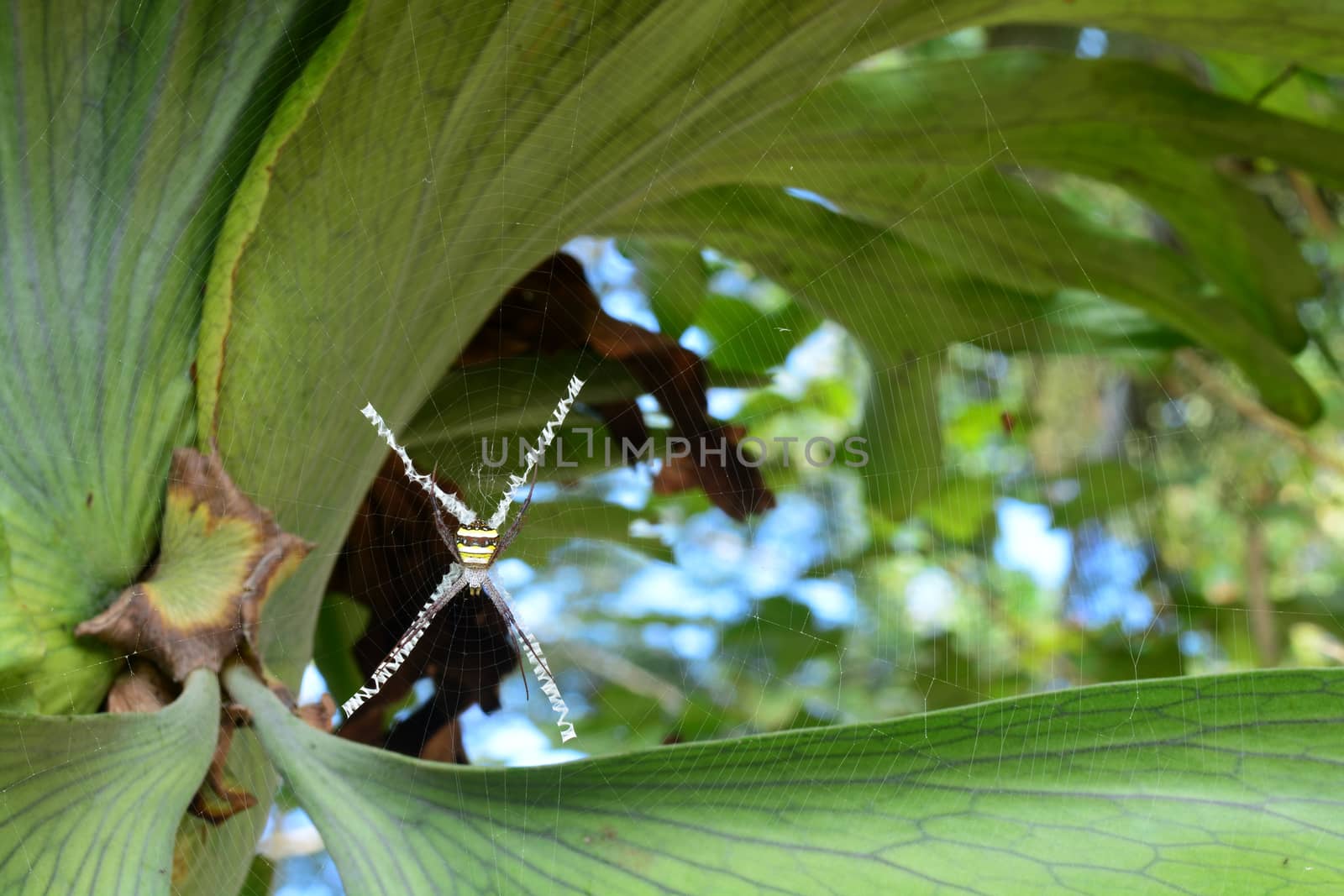 spider in the cobweb