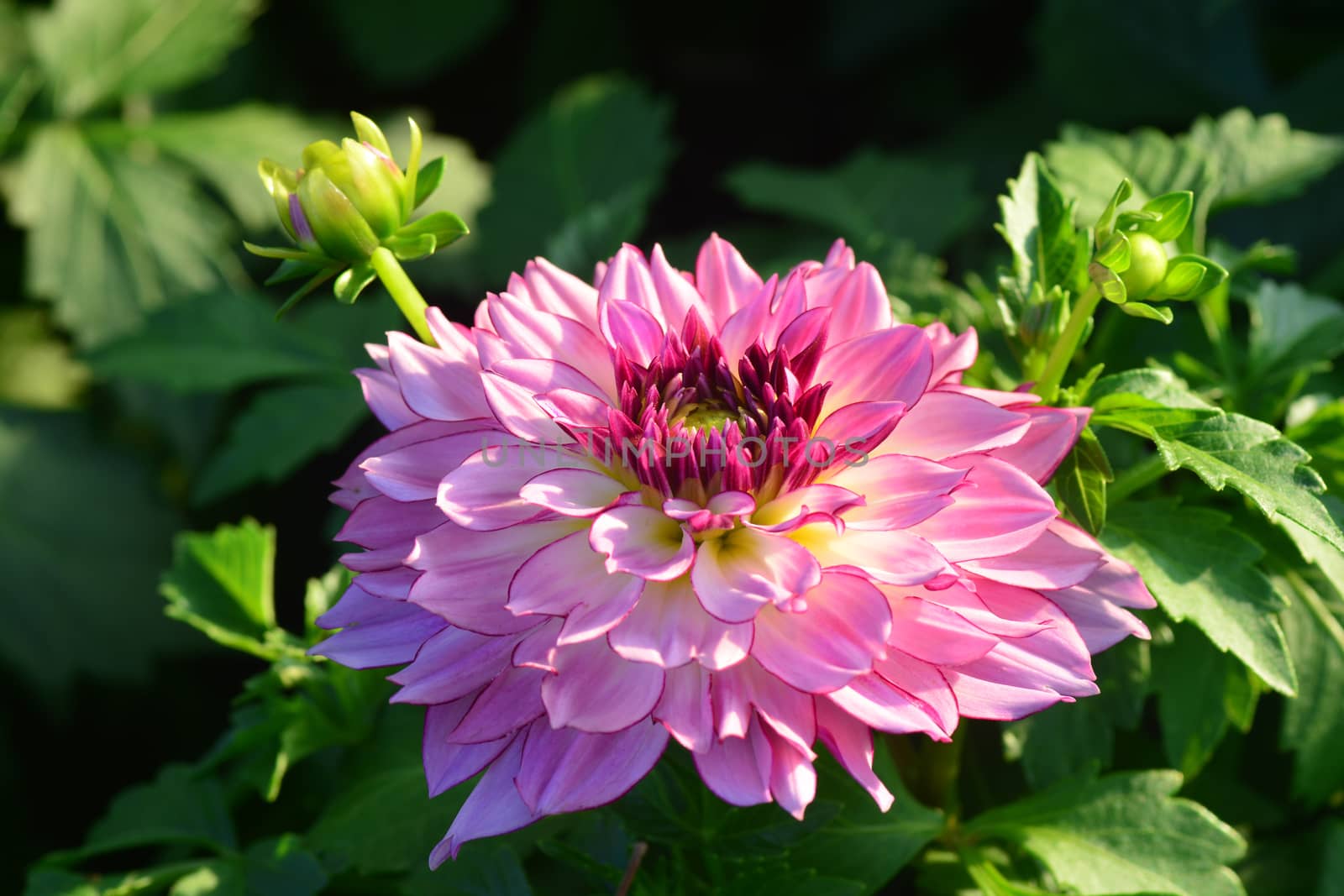 Closeup of Beautiful dahlia flower in full bloom in the garden.