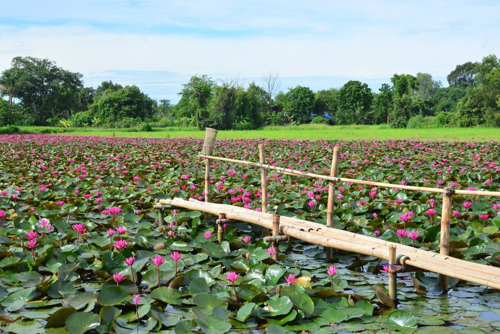 Red Lotus Sea or talay bua daeng by ideation90