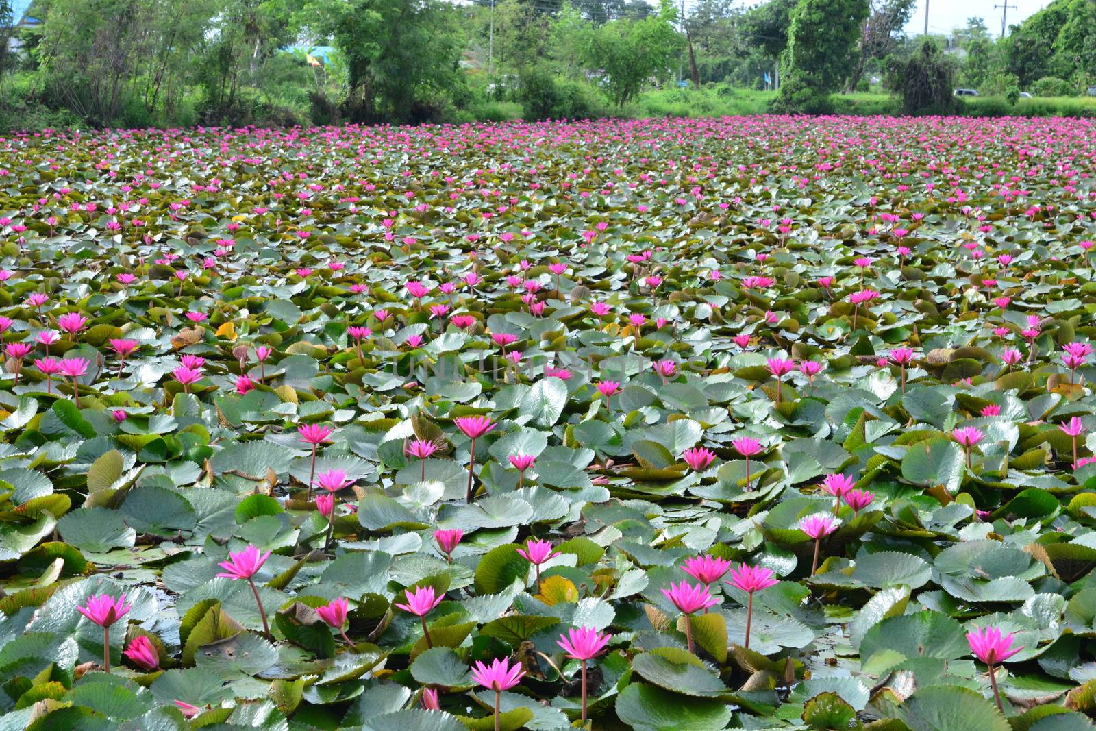 This spectacular site is home to millions of lotus flowers and appropriately named the Red Lotus Sea or Talay Bua Daeng

