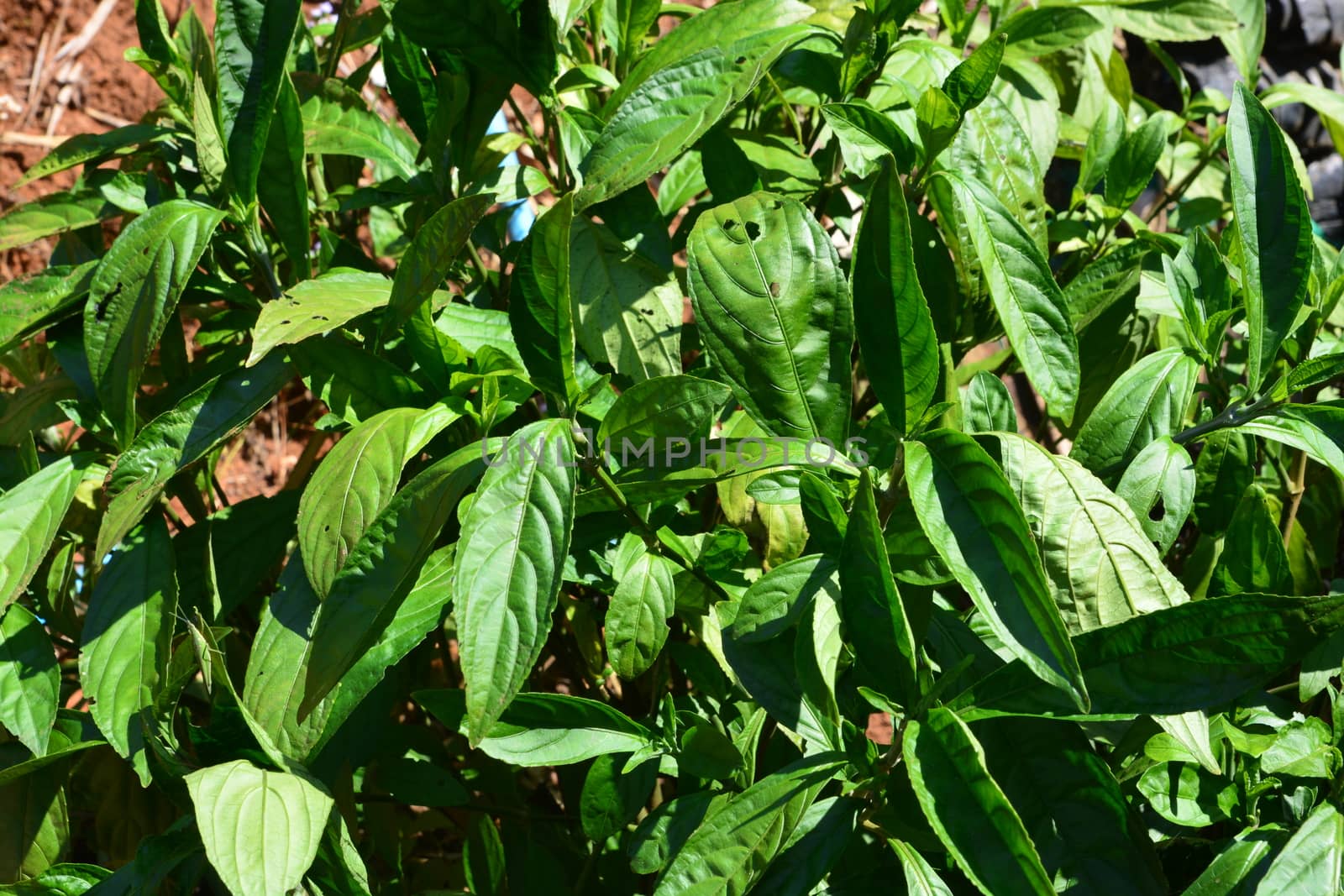 Indigo leafs on tree (Indigofera tinctoria L)