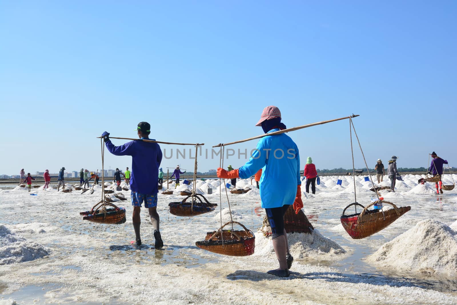 Worker shoveling salt at salt pan at Thailand, The making of sea salt in the field at Phetchaburi Province, Thailand
