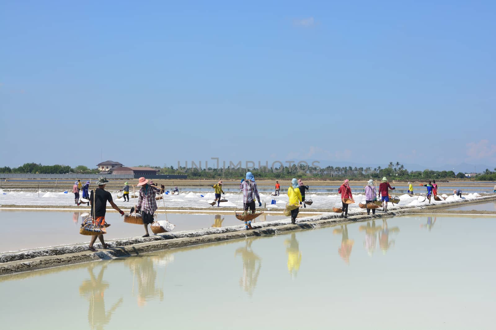 Worker shoveling salt at salt pan at Thailand, The making of sea salt in the field at Phetchaburi Province, Thailand by ideation90