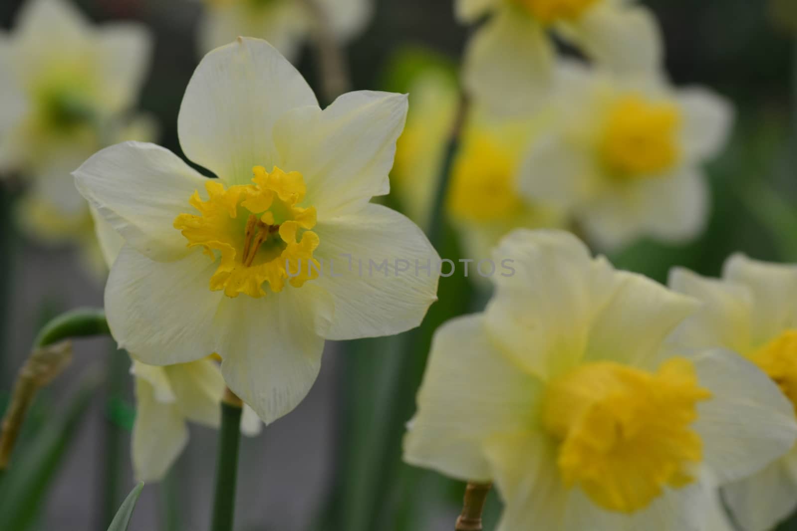 Daffodils, the flowers symbolizing friendship. by ideation90
