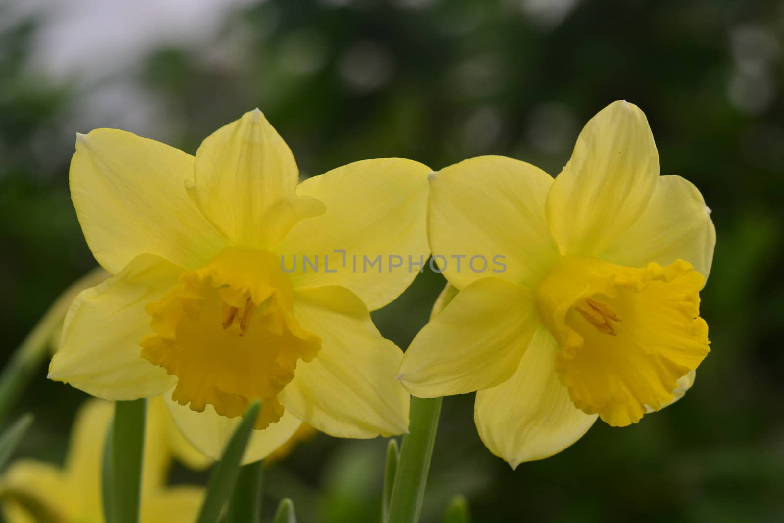 Daffodils, the flowers symbolizing friendship by ideation90