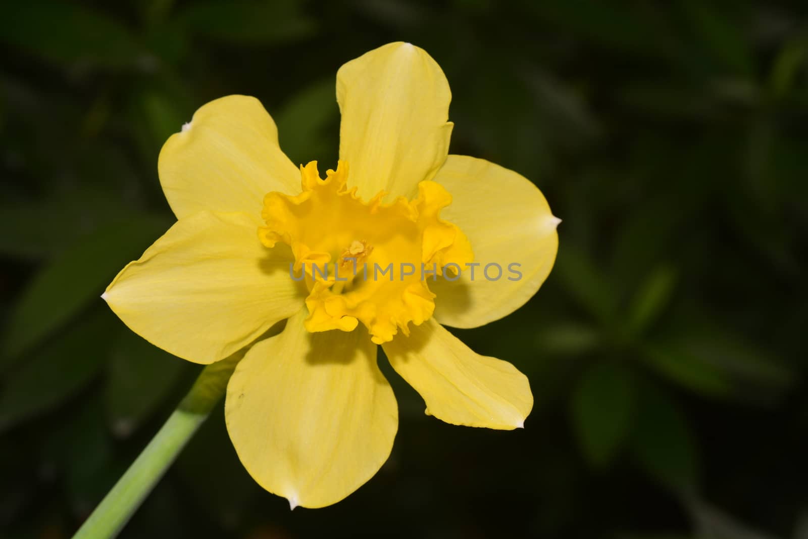 Daffodils, the flowers symbolizing friendship, are some of the most popular flowers exclusively due to their unmatched beauty