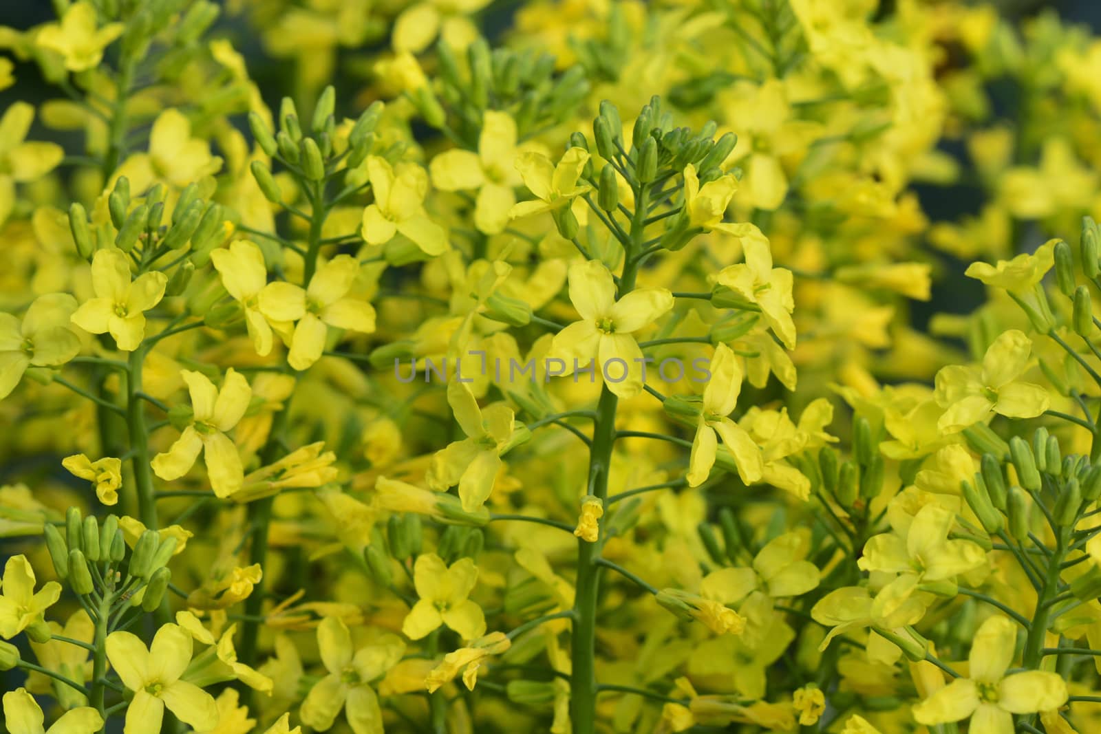 Broccoli yellow flowers (Brassica oleracea var. italica)