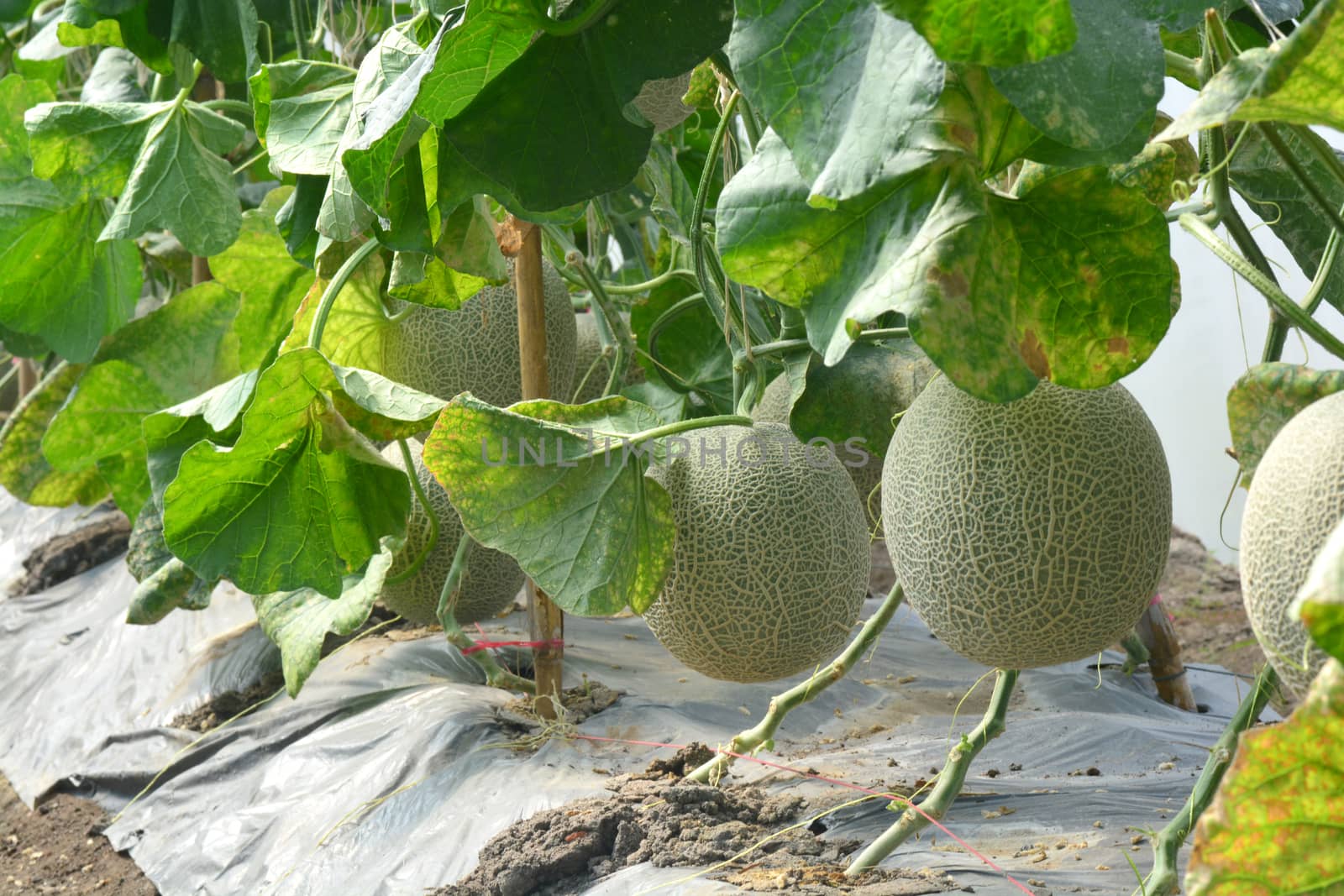 Cantaloupe. Fresh melon on tree. ** note select focus with shallow depth of field