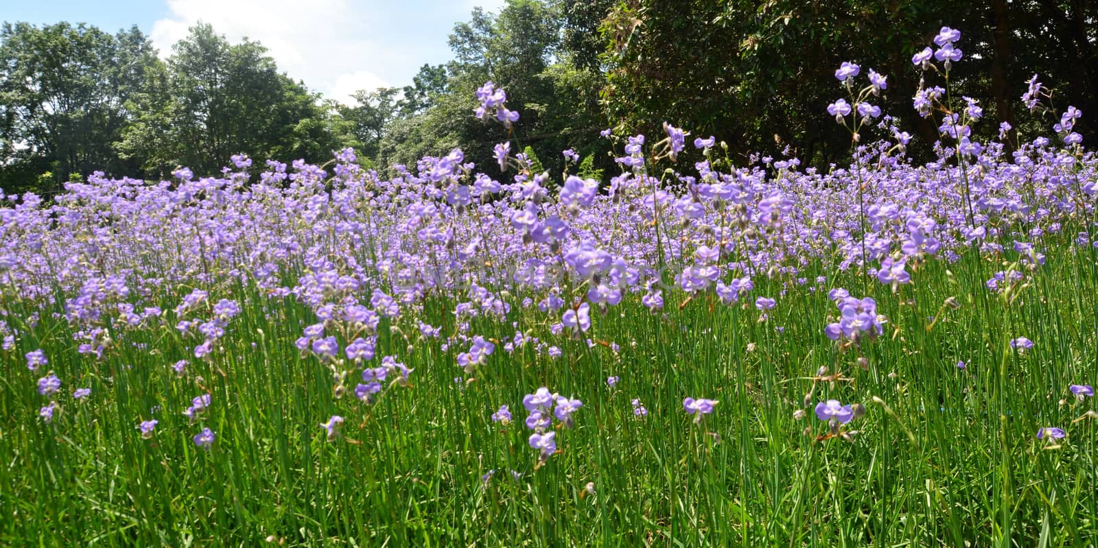 Murdannia giganteum (Vahl.)Br., Commelinaceae,  Sweet purple flowers which crowned