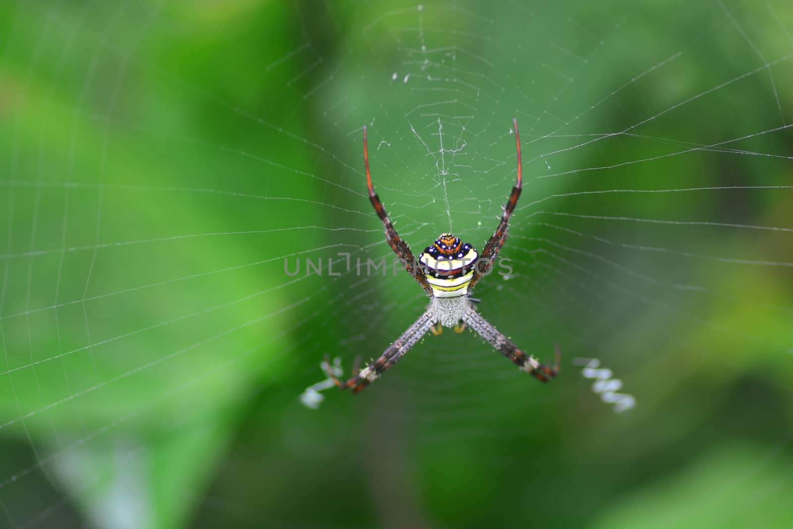 spider in the cobweb note,  select focus with shallow depth