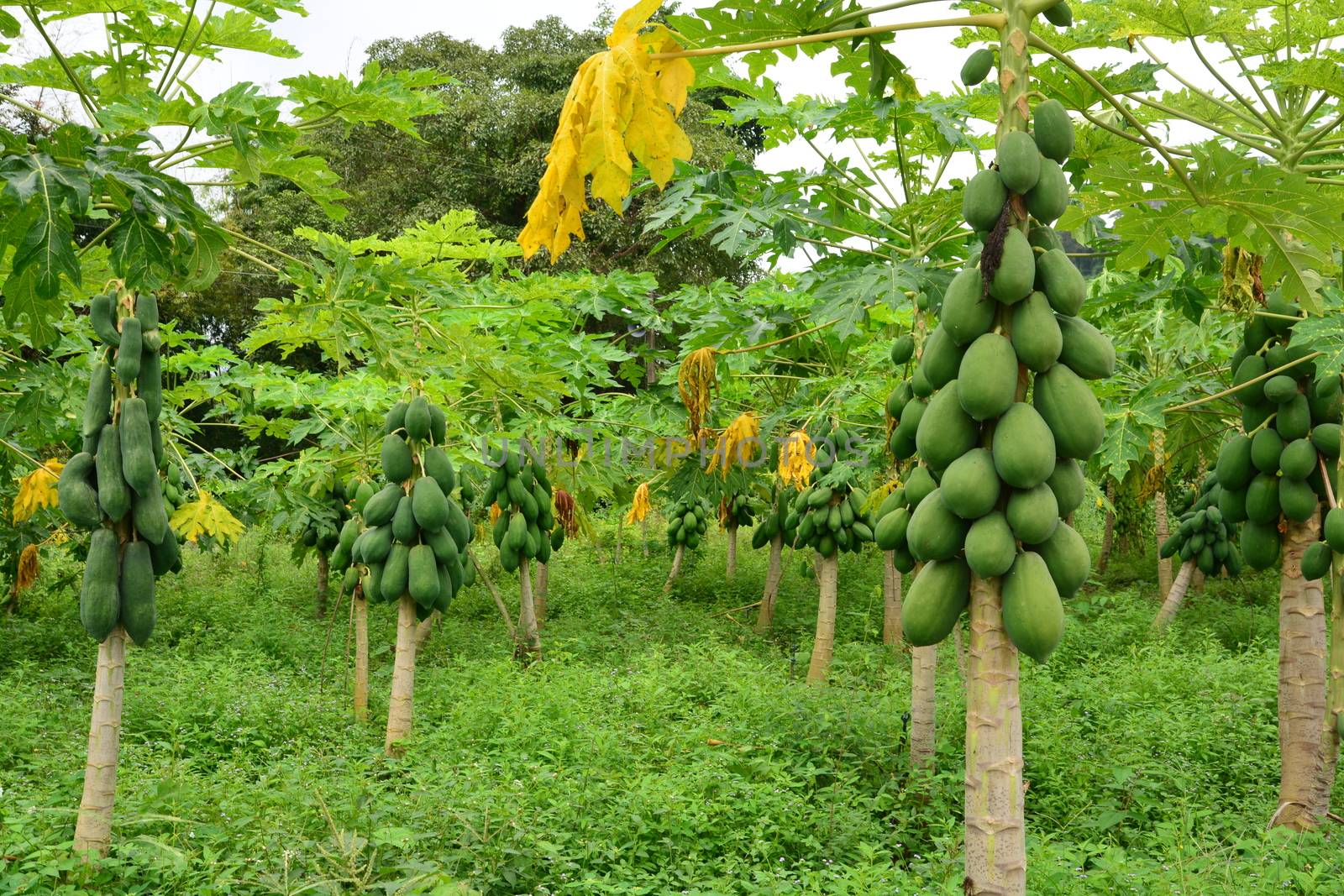 papaya fruit on the tree in Papaya plantations

