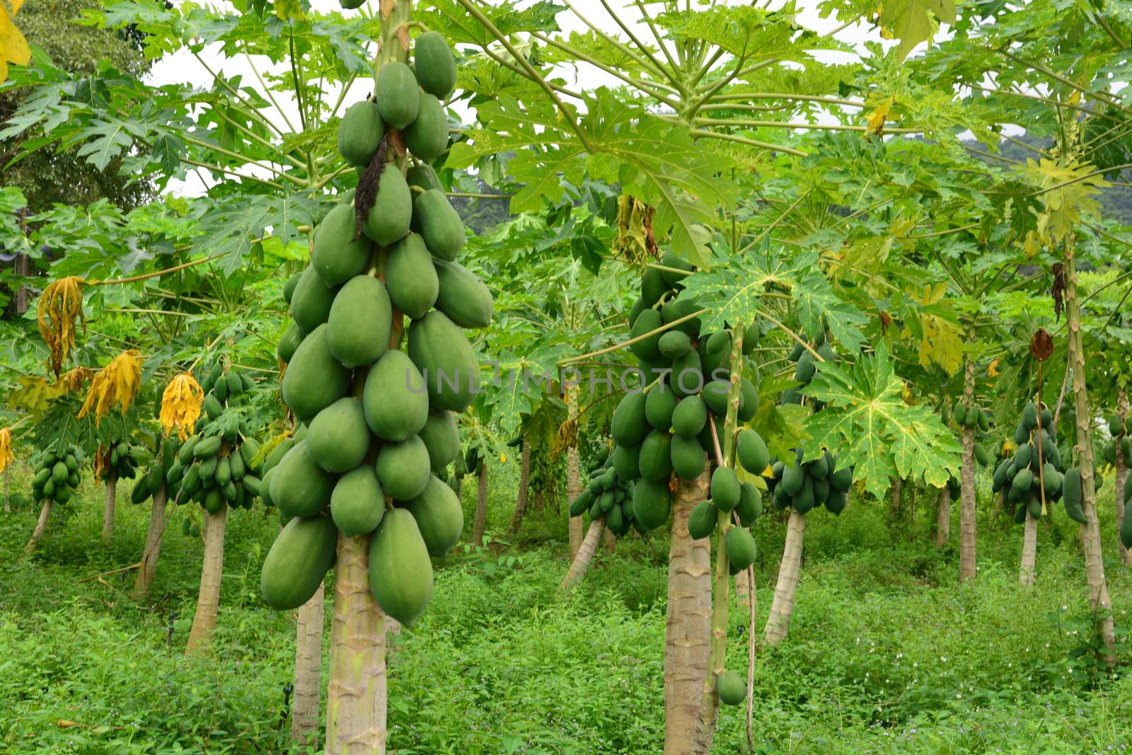 papaya fruit on the tree in Papaya plantations by ideation90