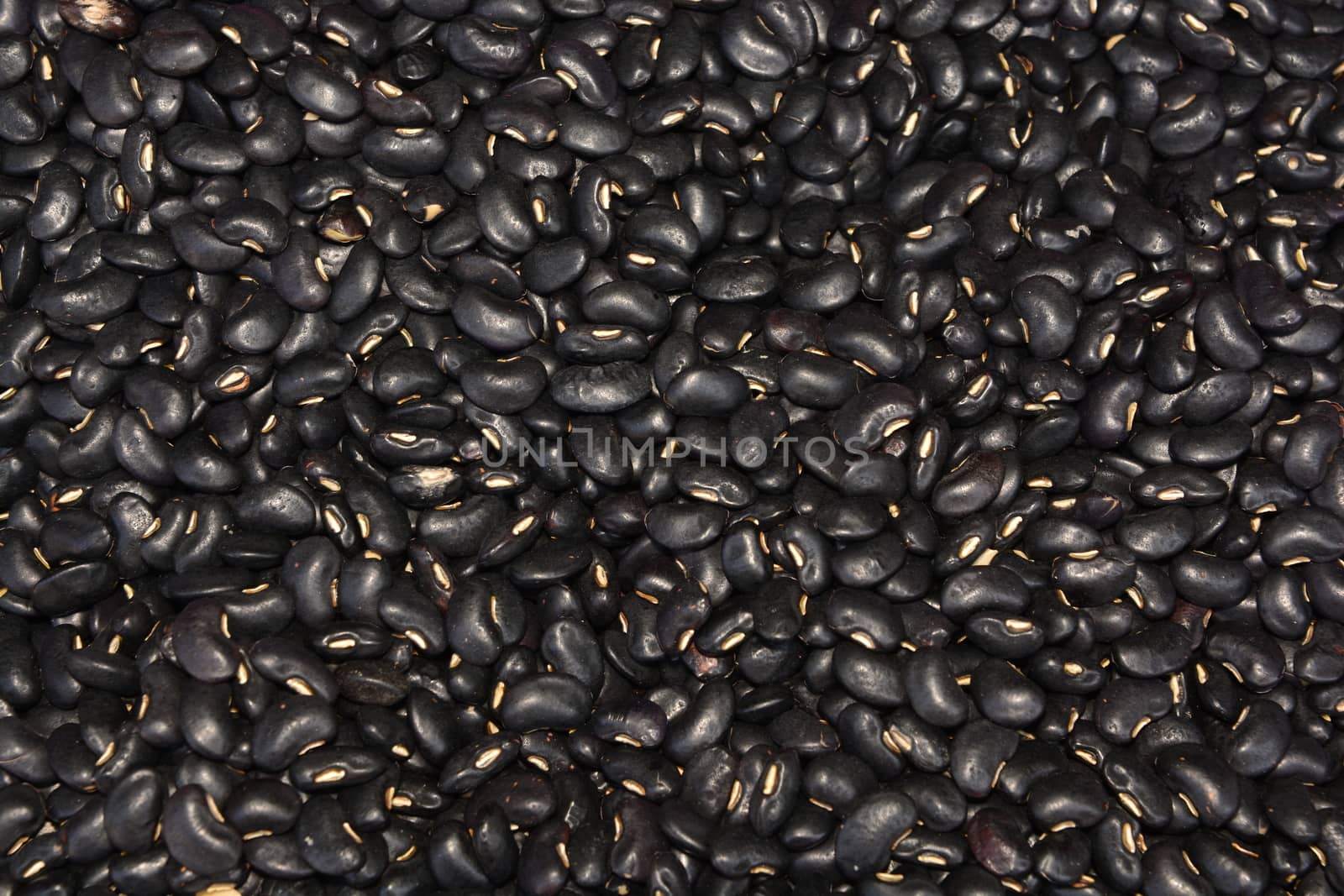 Black Bean (Vigna mungo) by ideation90