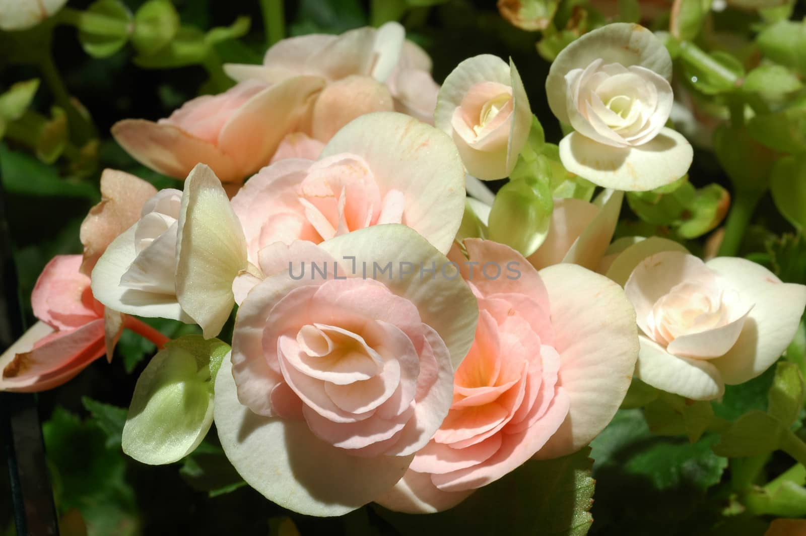 begonia flowers closeup in the garden 3 by ideation90