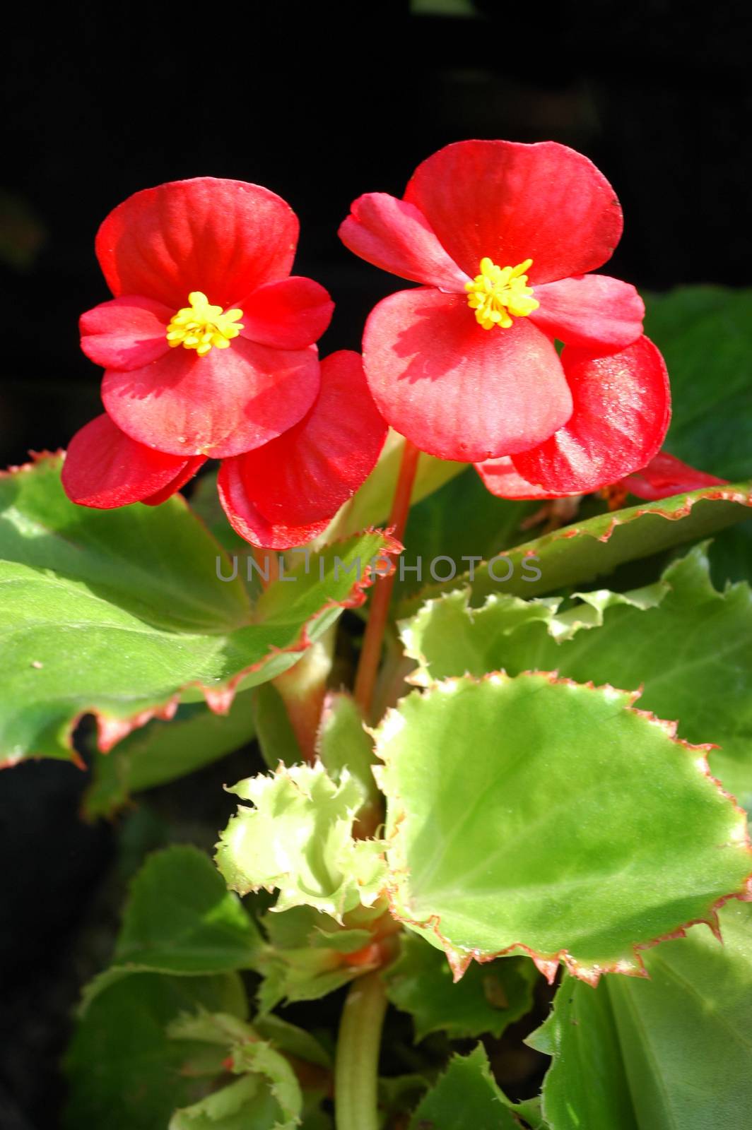 Red begonia flowers closeup in the garden by ideation90