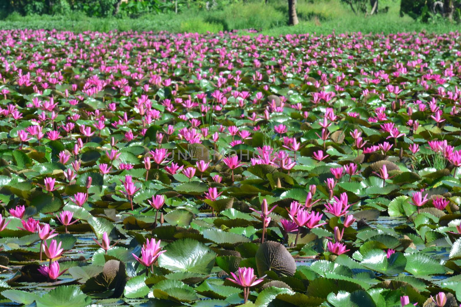 This spectacular site is home to millions of lotus flowers and appropriately named the Red Lotus Sea or Talay Bua Daeng