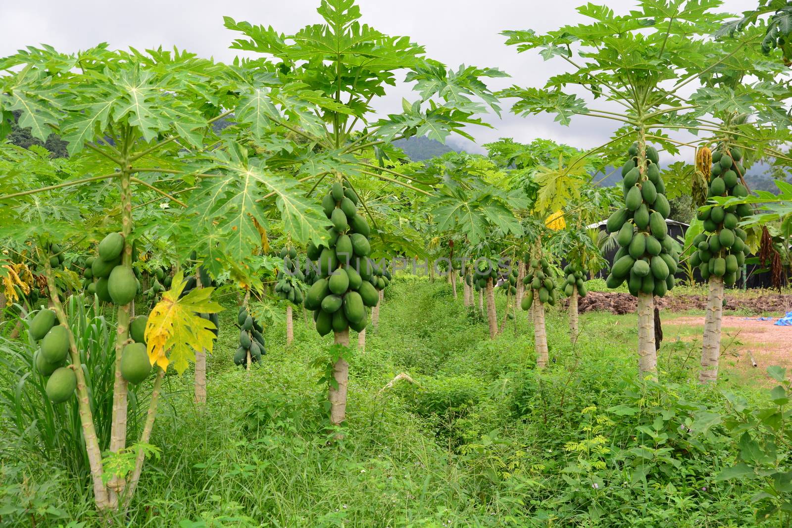 papaya fruit on the tree in Papaya plantations by ideation90