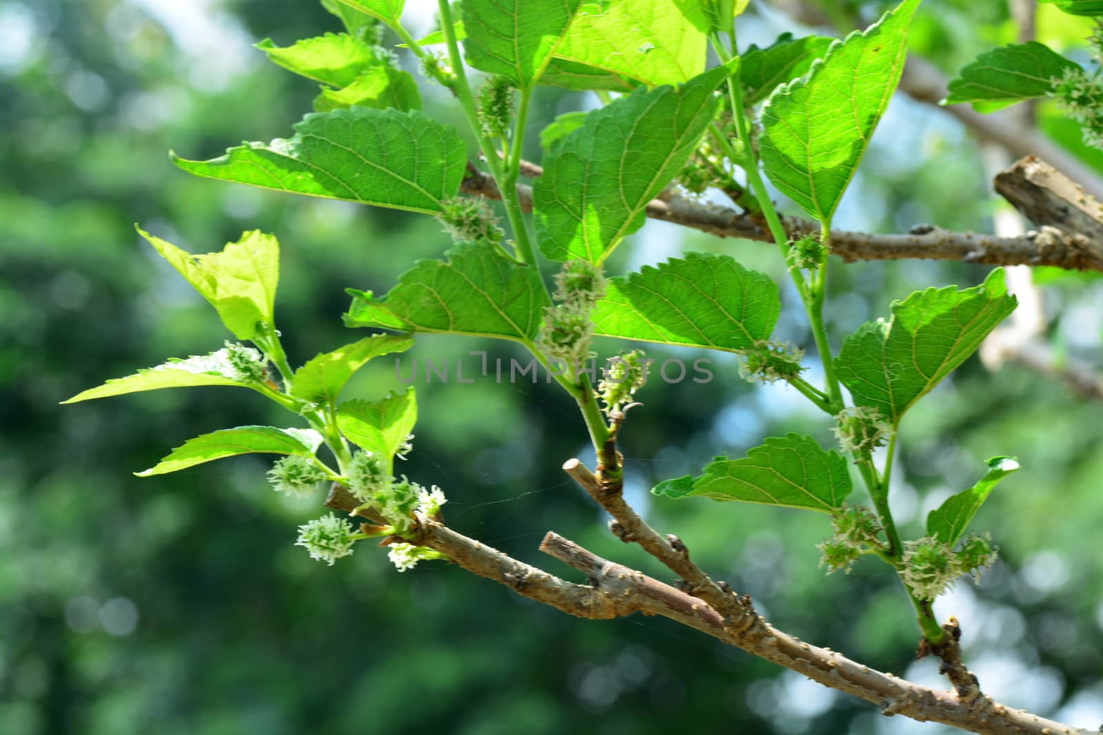 selective focus of Cutting off  top mulberry tree, with blurred other background.