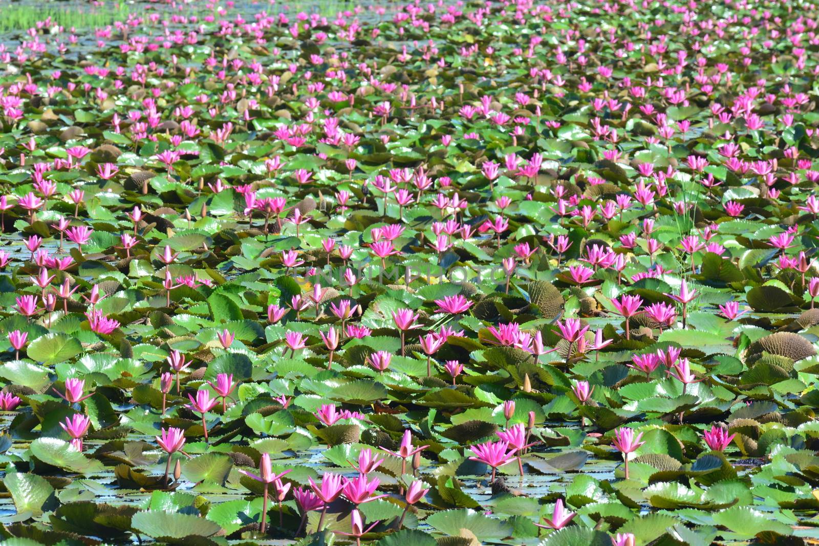 Red Lotus Sea or talay bua daeng by ideation90