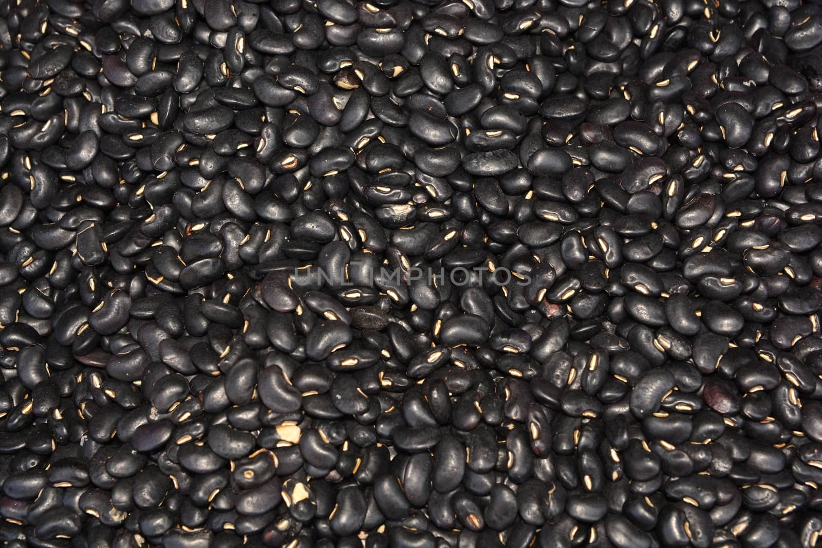 Black Bean (Vigna mungo)