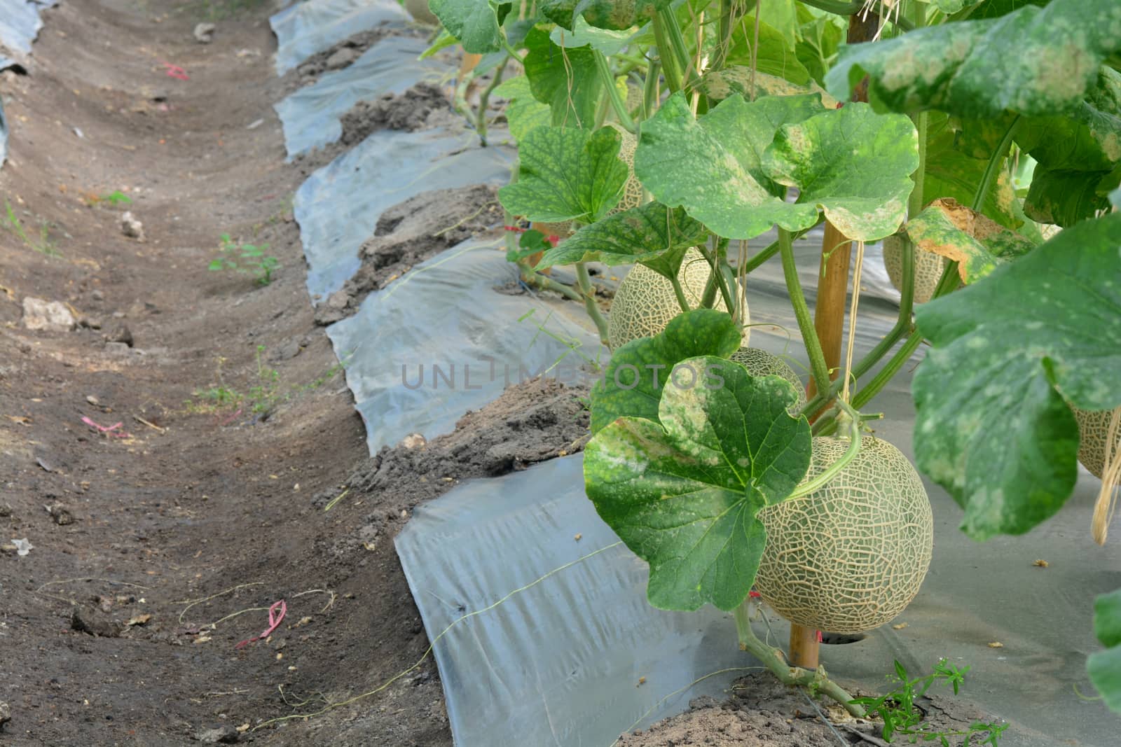 Cantaloupe. Fresh melon on tree. ** note select focus with shallow depth of field