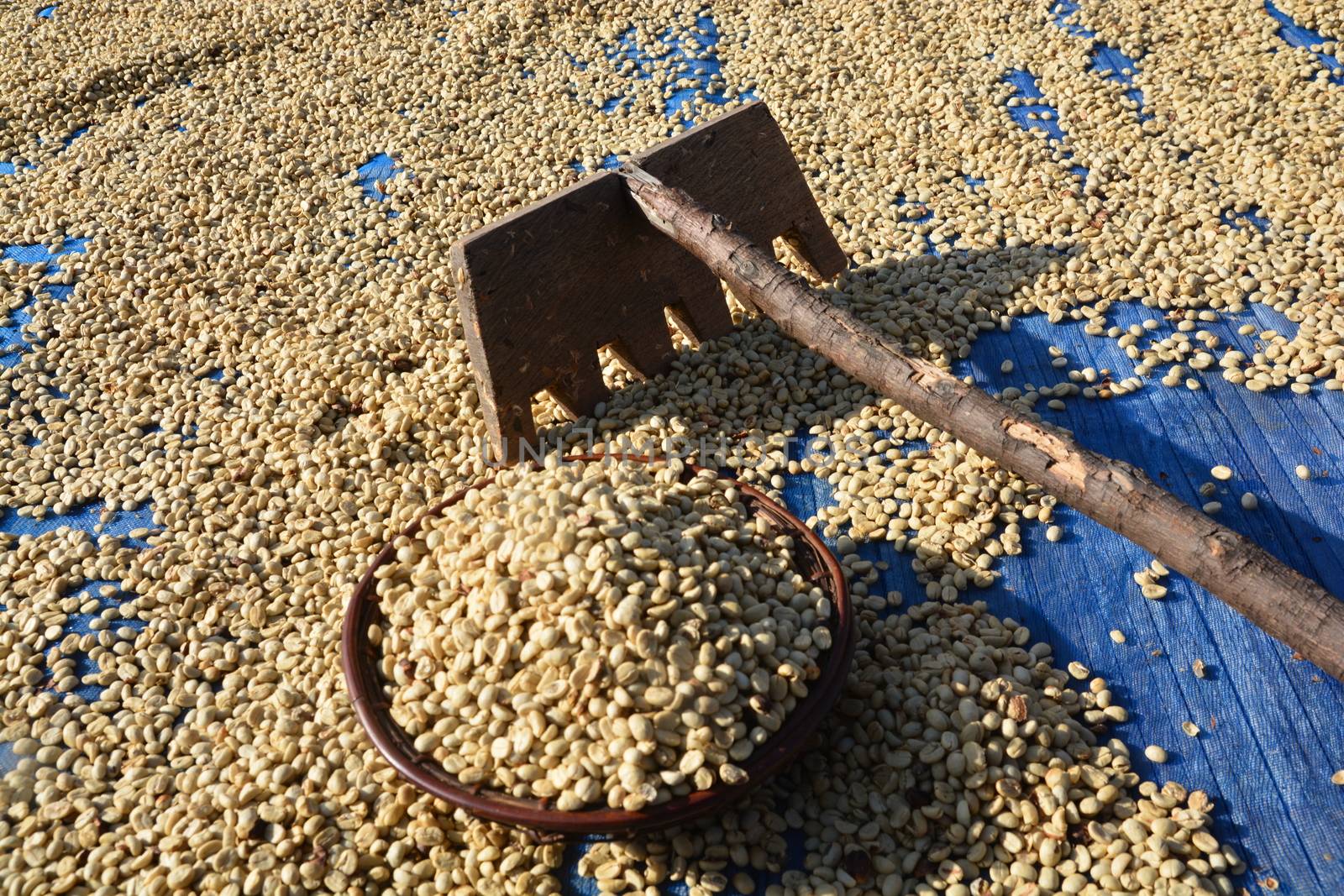 Arabica Coffee beans drying in the sun. by ideation90