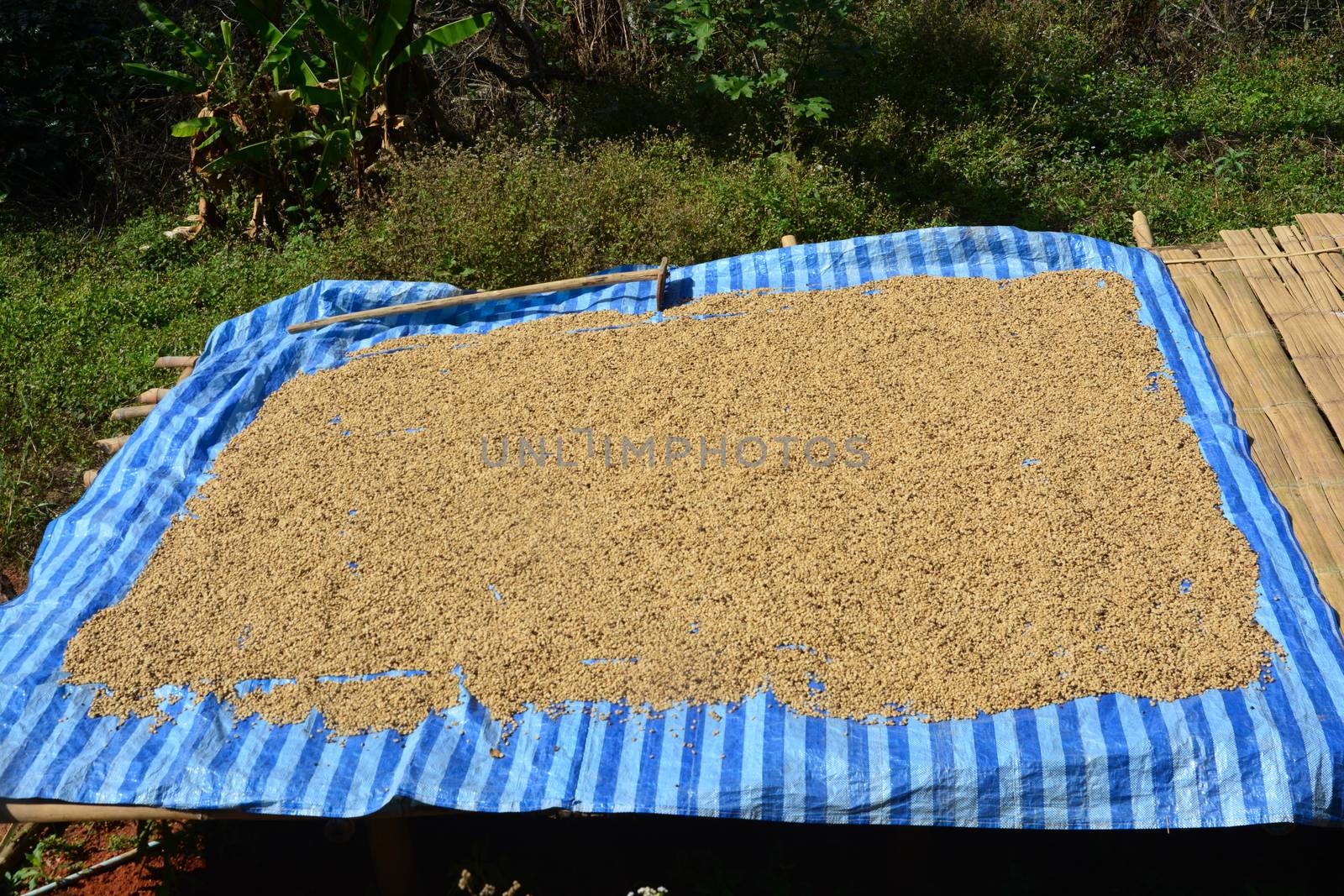 Arabica Coffee beans drying in the sun. by ideation90