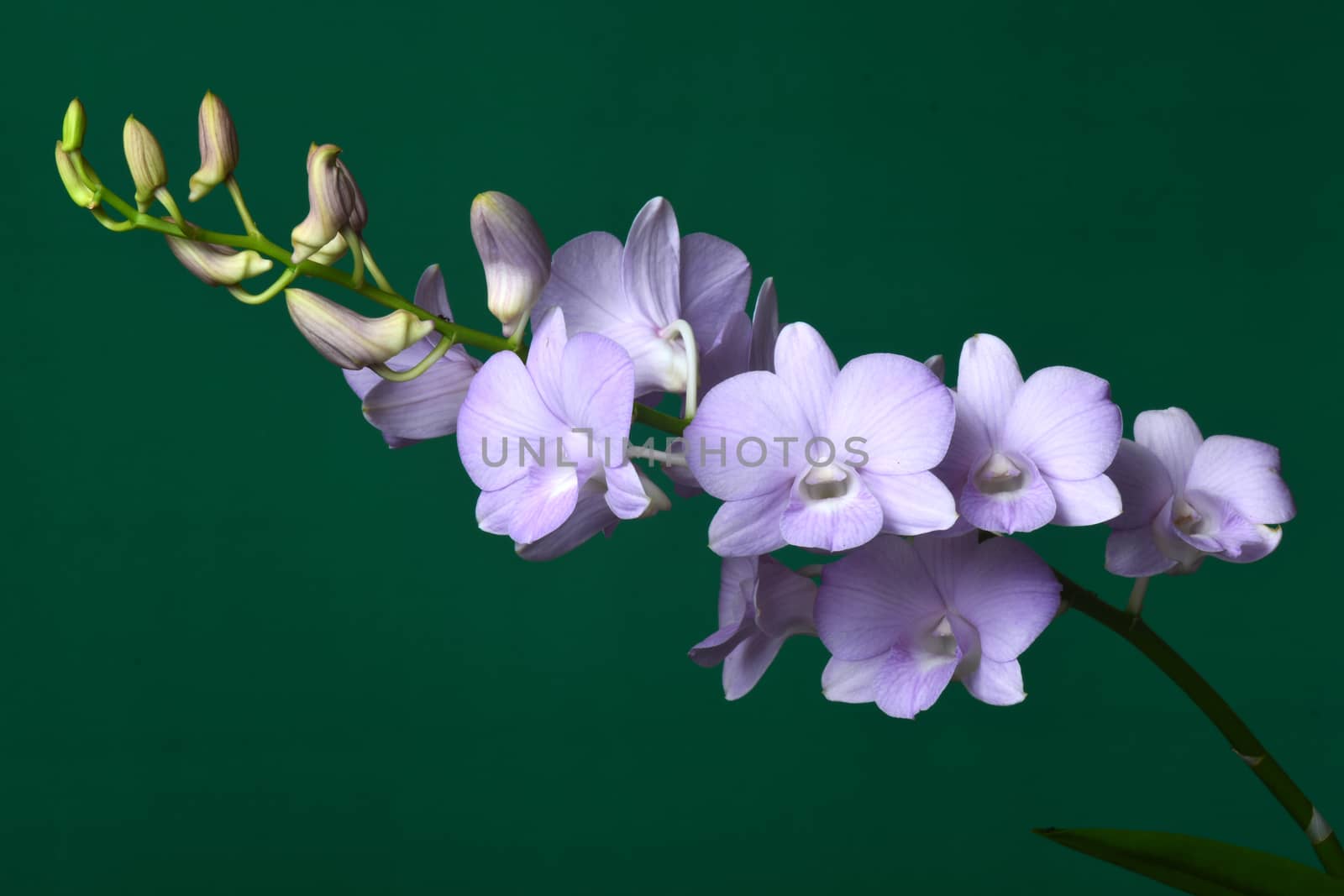 Dendrobium Snoia is a commercial hybrid which is popular as cut flower and potted plant  in Thailand