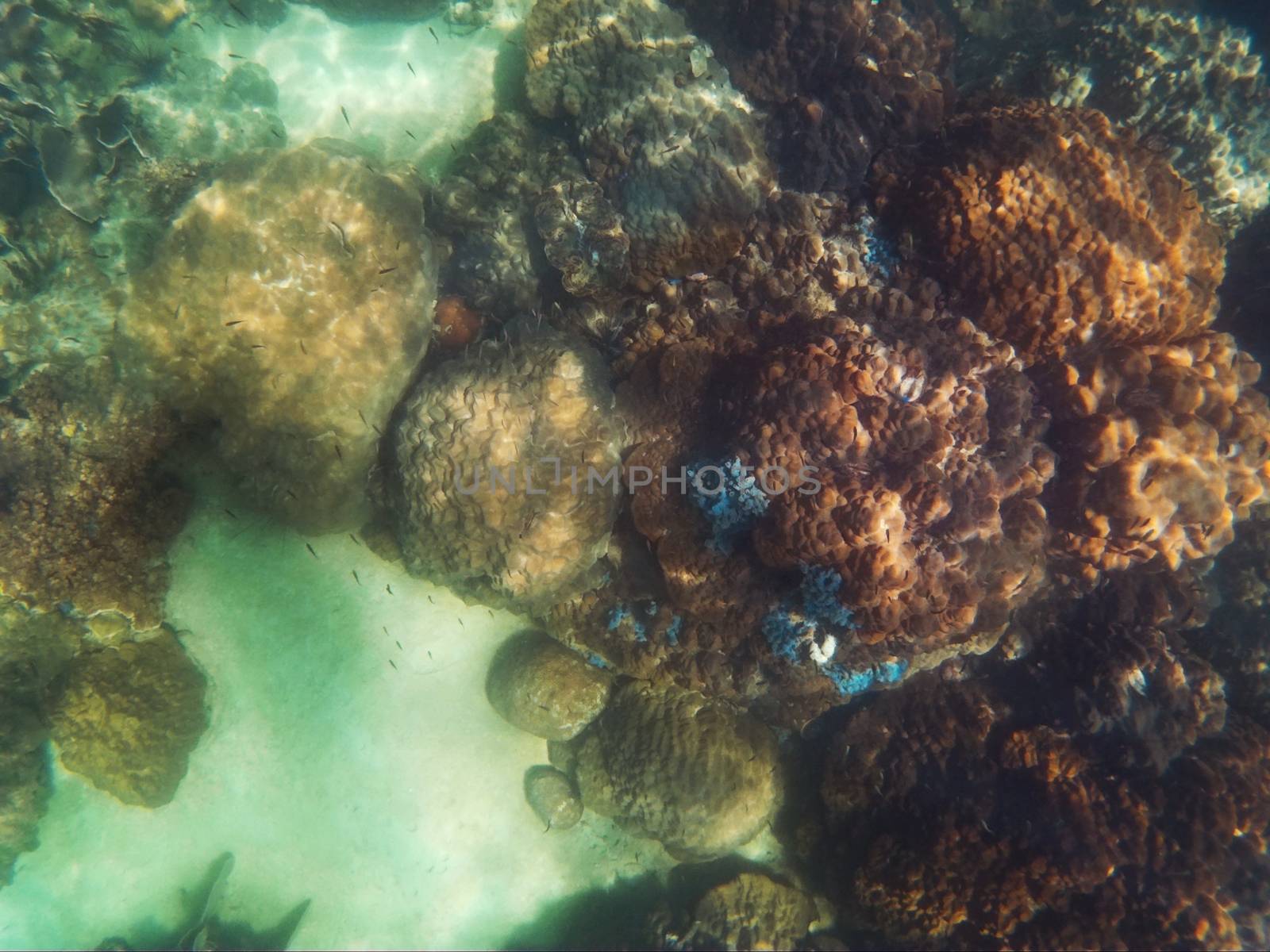 snorkeling in the andaman sea, Thailand