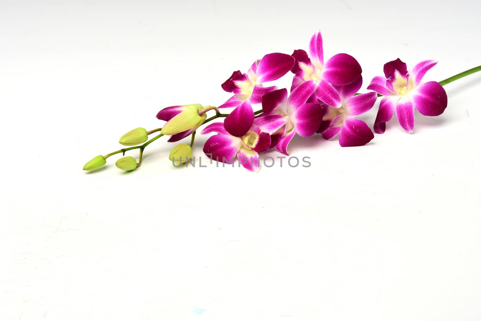 a delicate scarlet pink flower Dendrobium orchid plants  on white background by ideation90