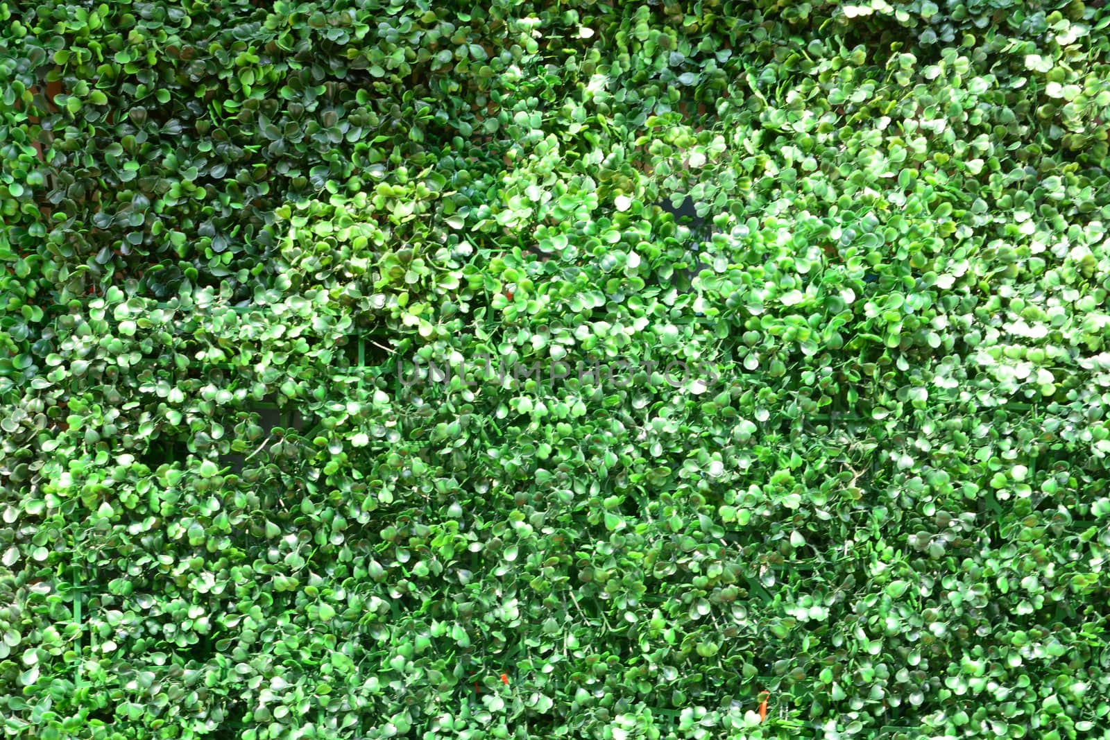 Green Leaf background