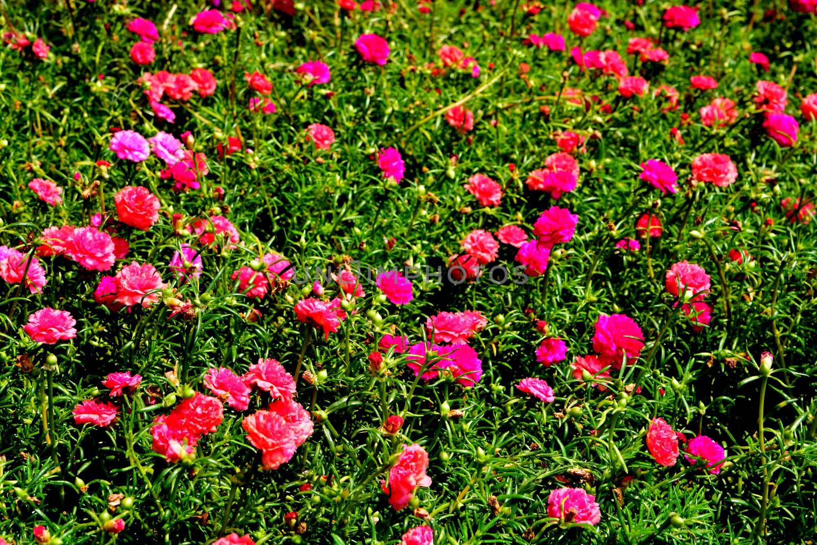 Portulaca  is the type genus of the flowering plant family Portulacaceae by ideation90