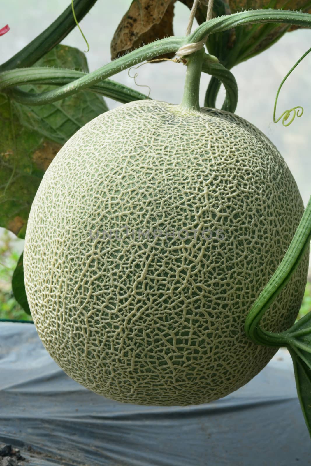 Cantaloupe. Fresh melon on tree. ** note select focus with shallow depth of field

