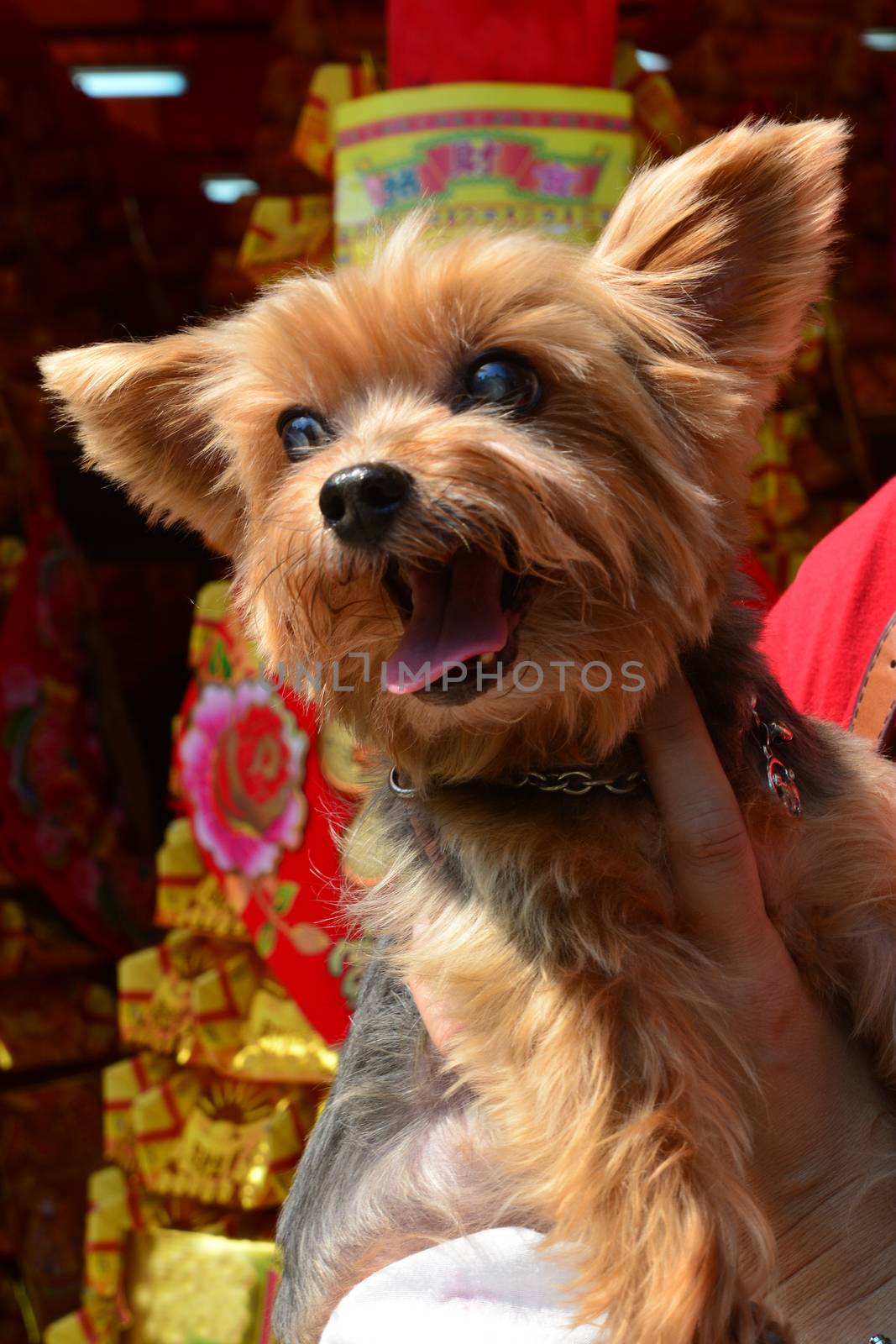 Cairn Terrier dog in hand