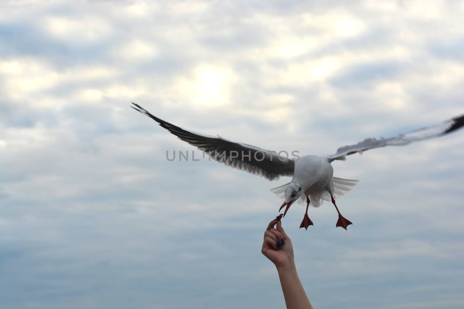 seagull spreading wings flying to eat crackling from  hand feeding by ideation90