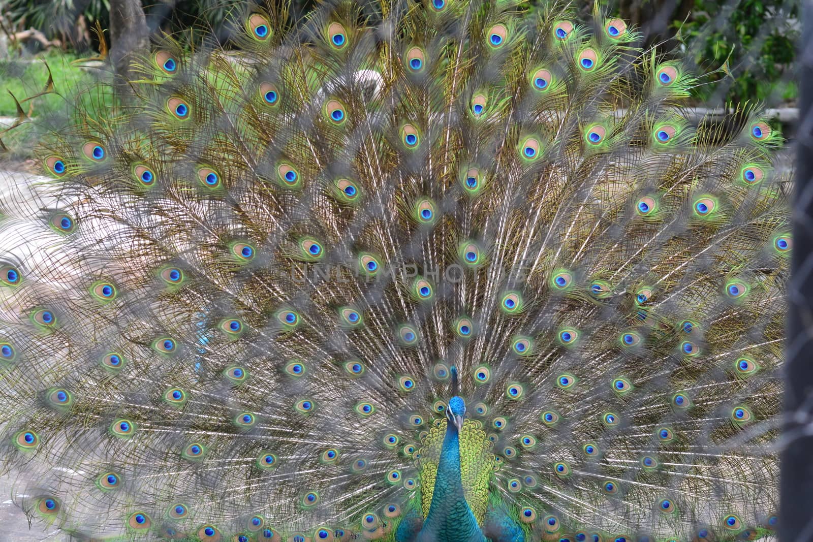 peacock showing its feathers. Beautiful peacock. male peacock displaying his tail feathers. Spread tail-feathers of peacock are dating by ideation90