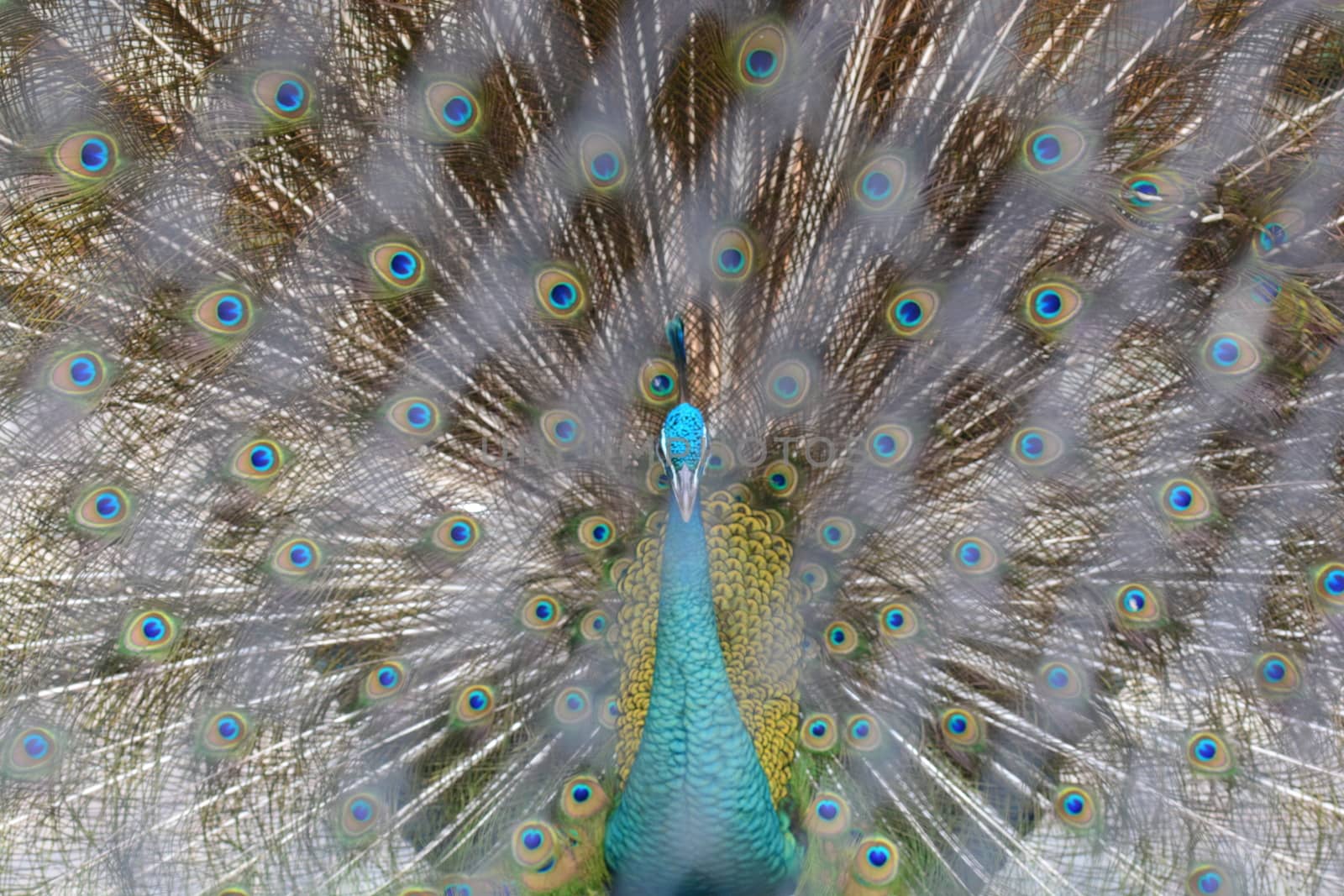 peacock showing its feathers. Beautiful peacock. male peacock displaying his tail feathers. Spread tail-feathers of peacock are dating
