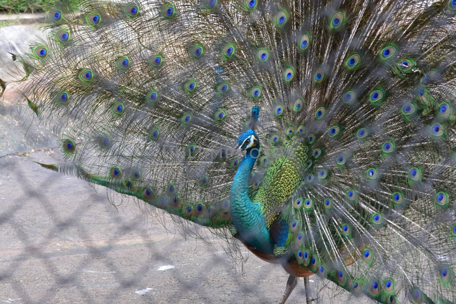peacock showing its feathers. Beautiful peacock. male peacock displaying his tail feathers. Spread tail-feathers of peacock are dating by ideation90