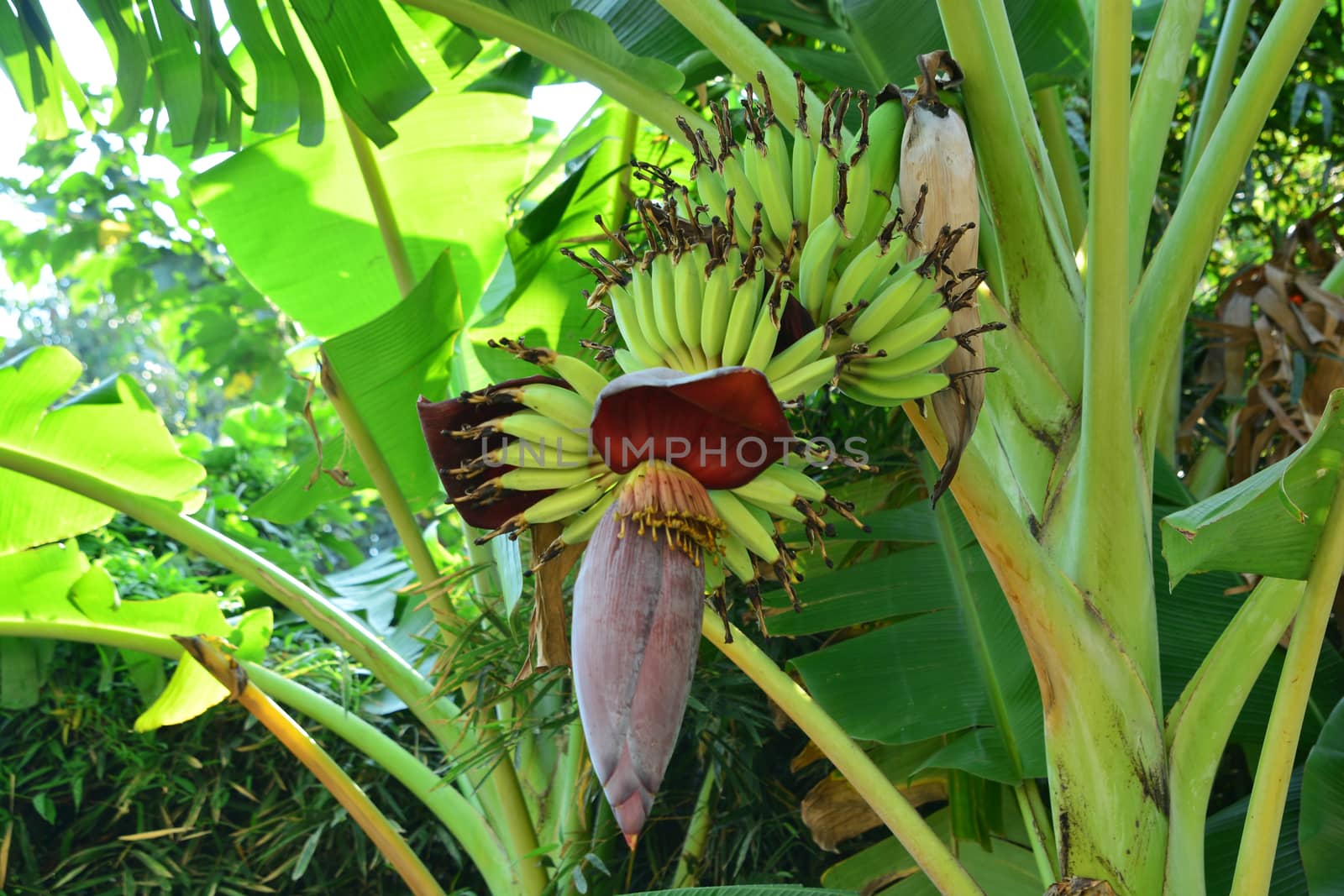 banana flower by ideation90
