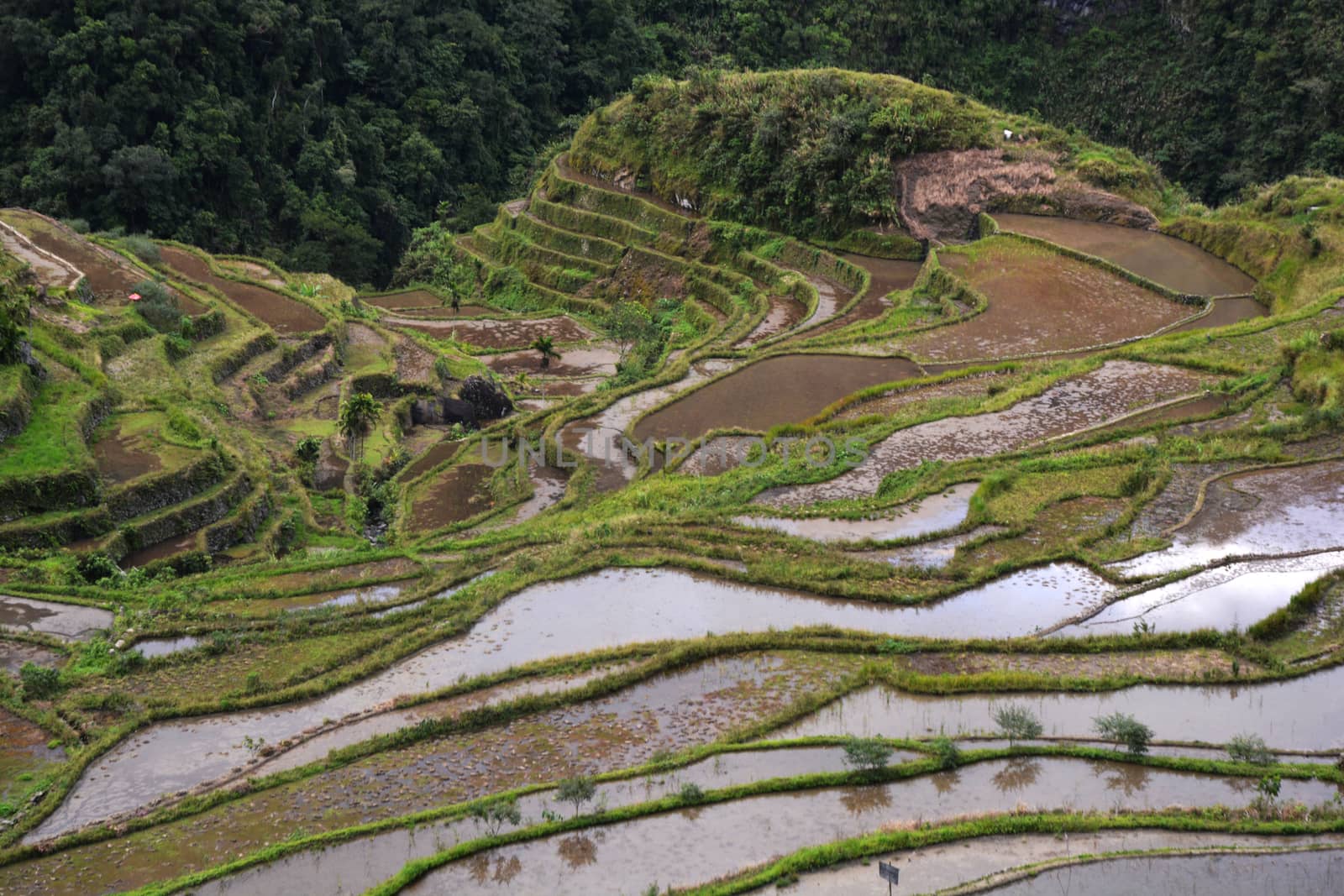 Mountain Valley with Rice Fields on Terraces, irrigated (Ifugao,  Banaue, Philippines). by ideation90